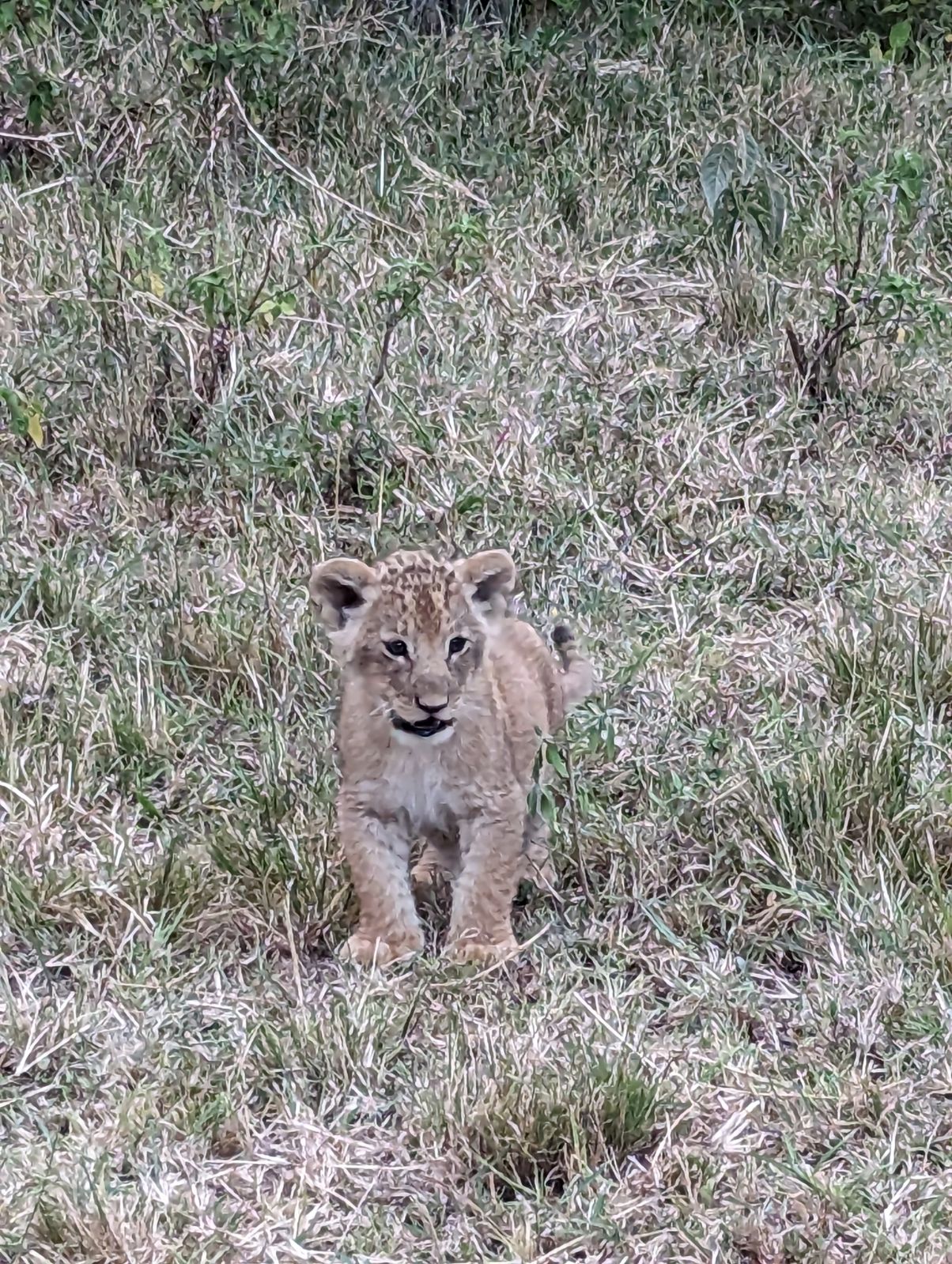 baby lion