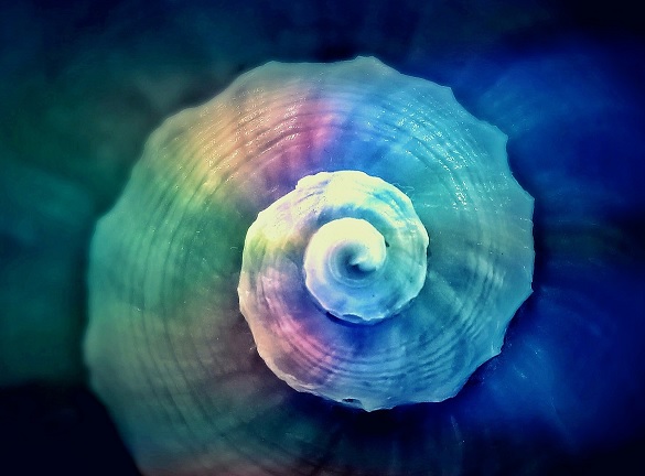 Image of a spiral shell used in blog post by Carli Thorpe