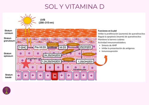 Funciones vitamina d enla piel Funciones vitamina d enla piel