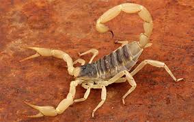 Scorpions