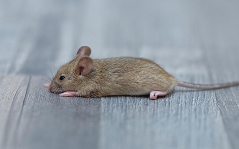 Rodents