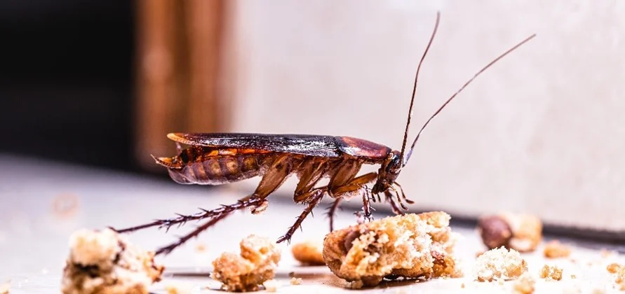 Cockroaches