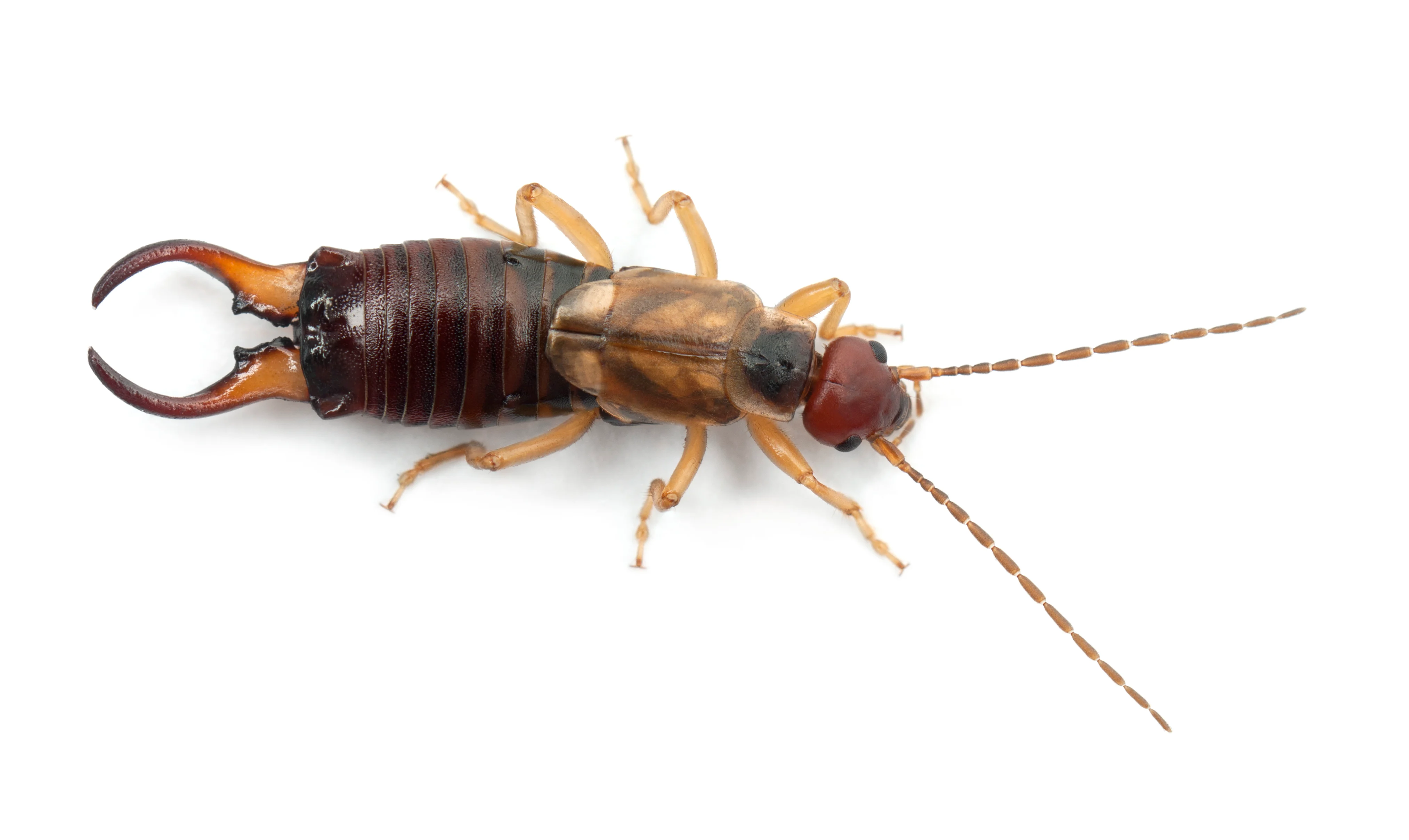 Earwigs