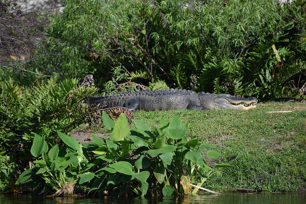 Wakodahatchee Wetlands, where to see alligators in florida, nature preserve delray beach, delray beach wetlands.jpg