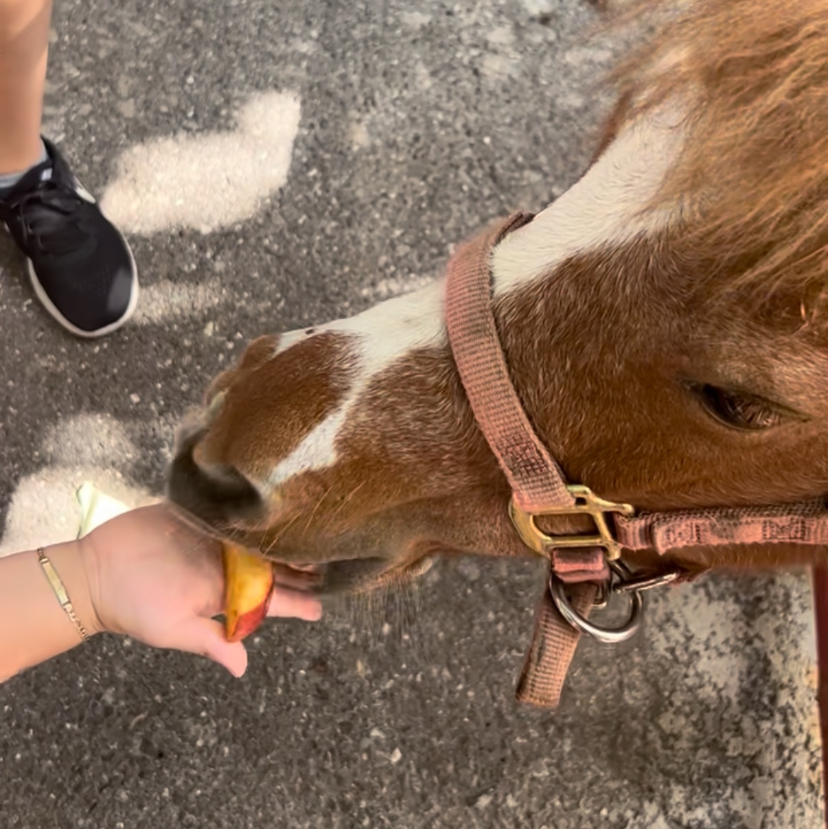 the girls delray beach, the girls, farm to table delray beach, petting zoo delray beach, family restaurants in delray beach, brunch spots in delray beach, things to do with kids in delray beach, homemade ice cream delray
