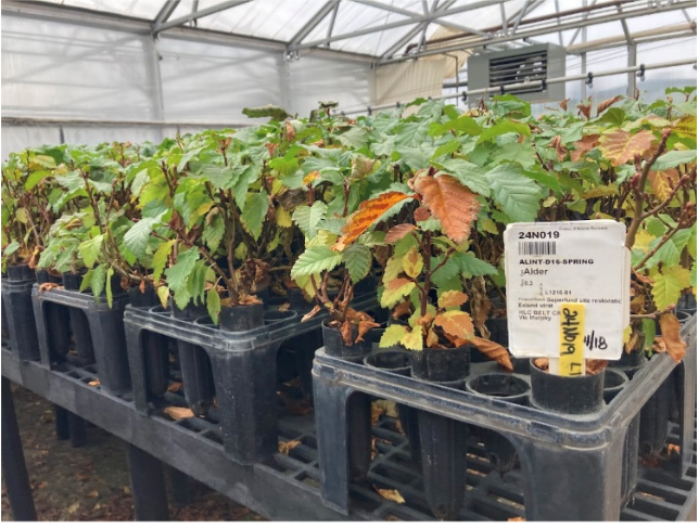 Dogwood Seedlings Dogwood Seedlings