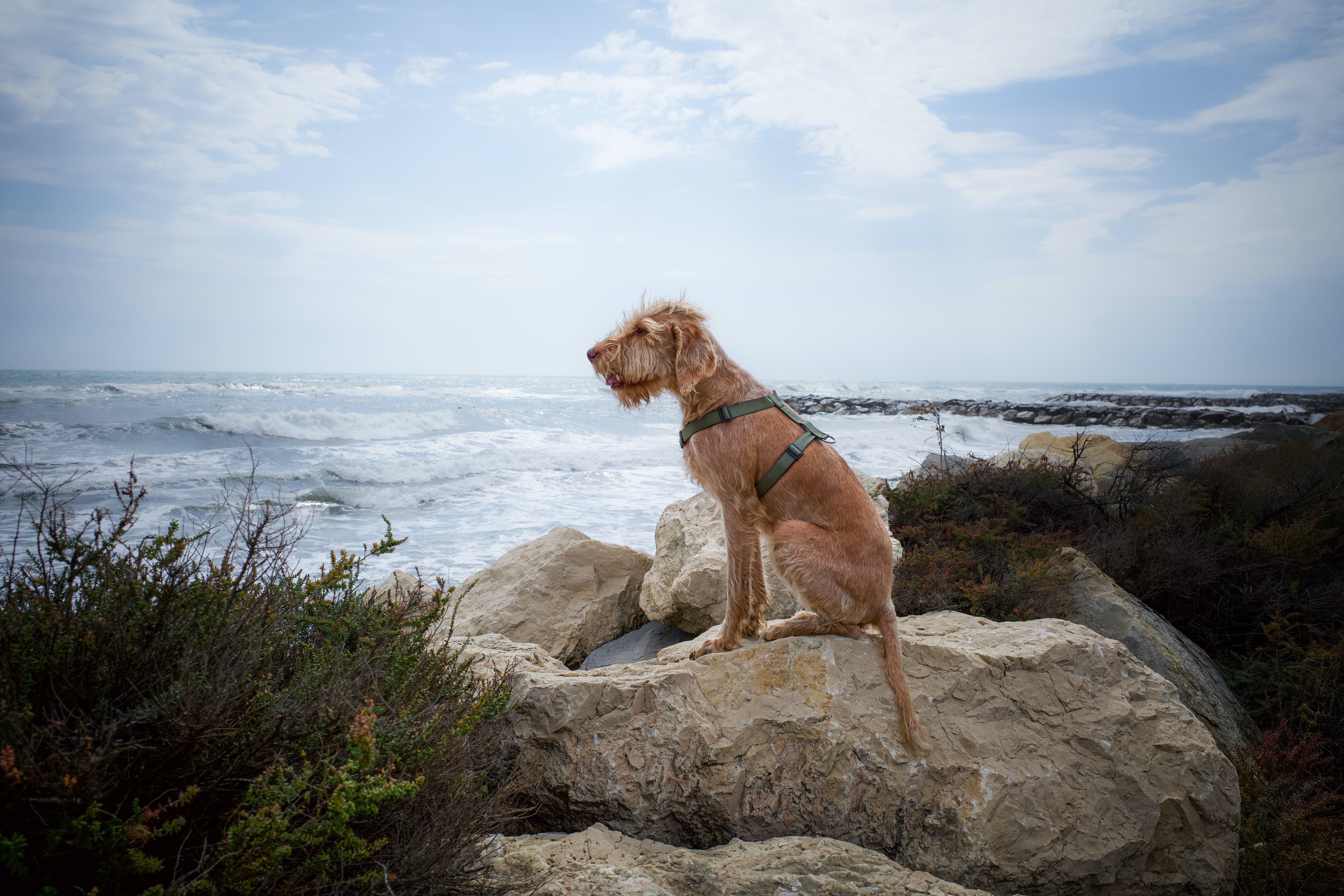 Traveling with Pets: Tips for Stress-Free Adventures