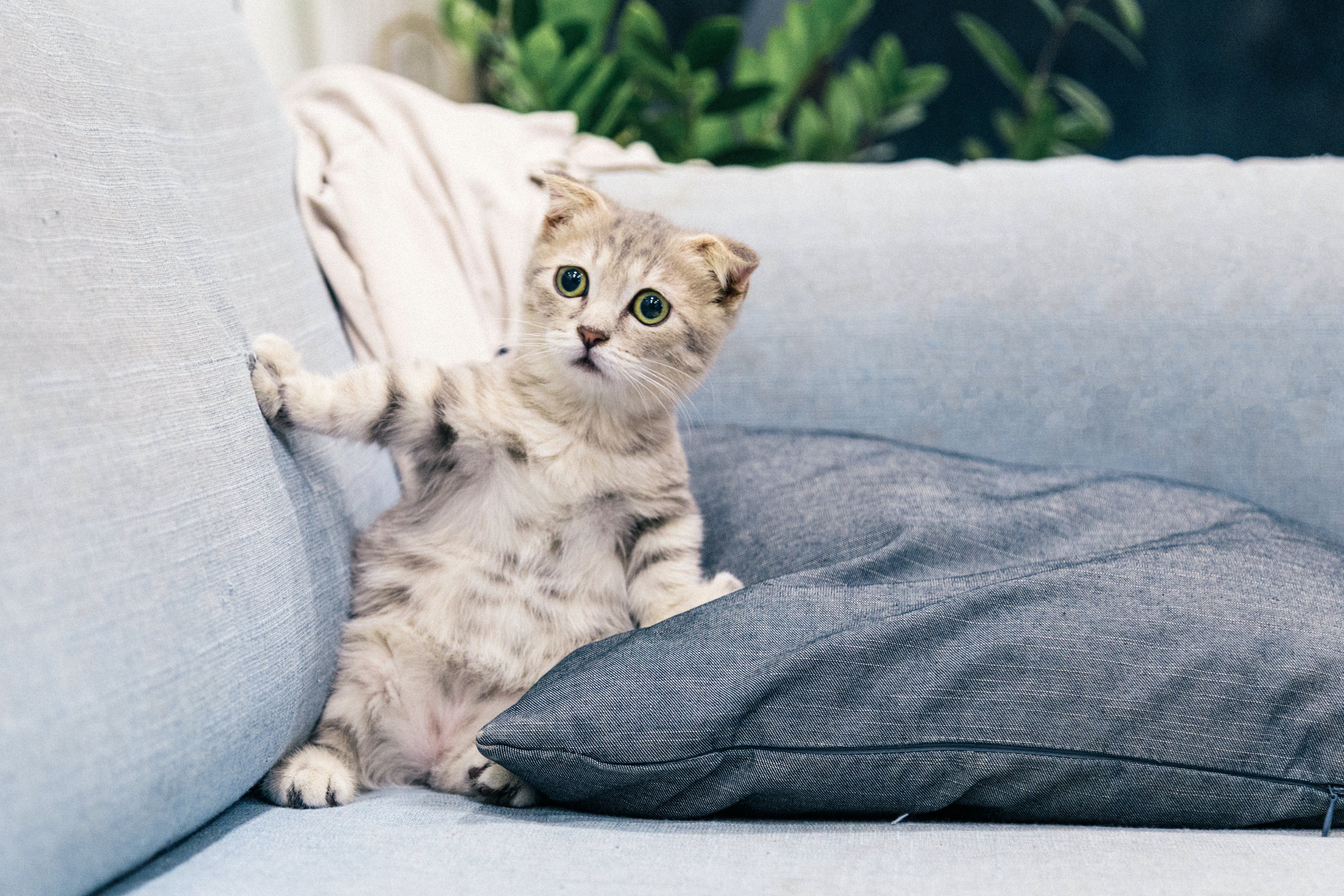 Pet-Friendly Vacations: Destinations and Tips for Traveling with Your Companion