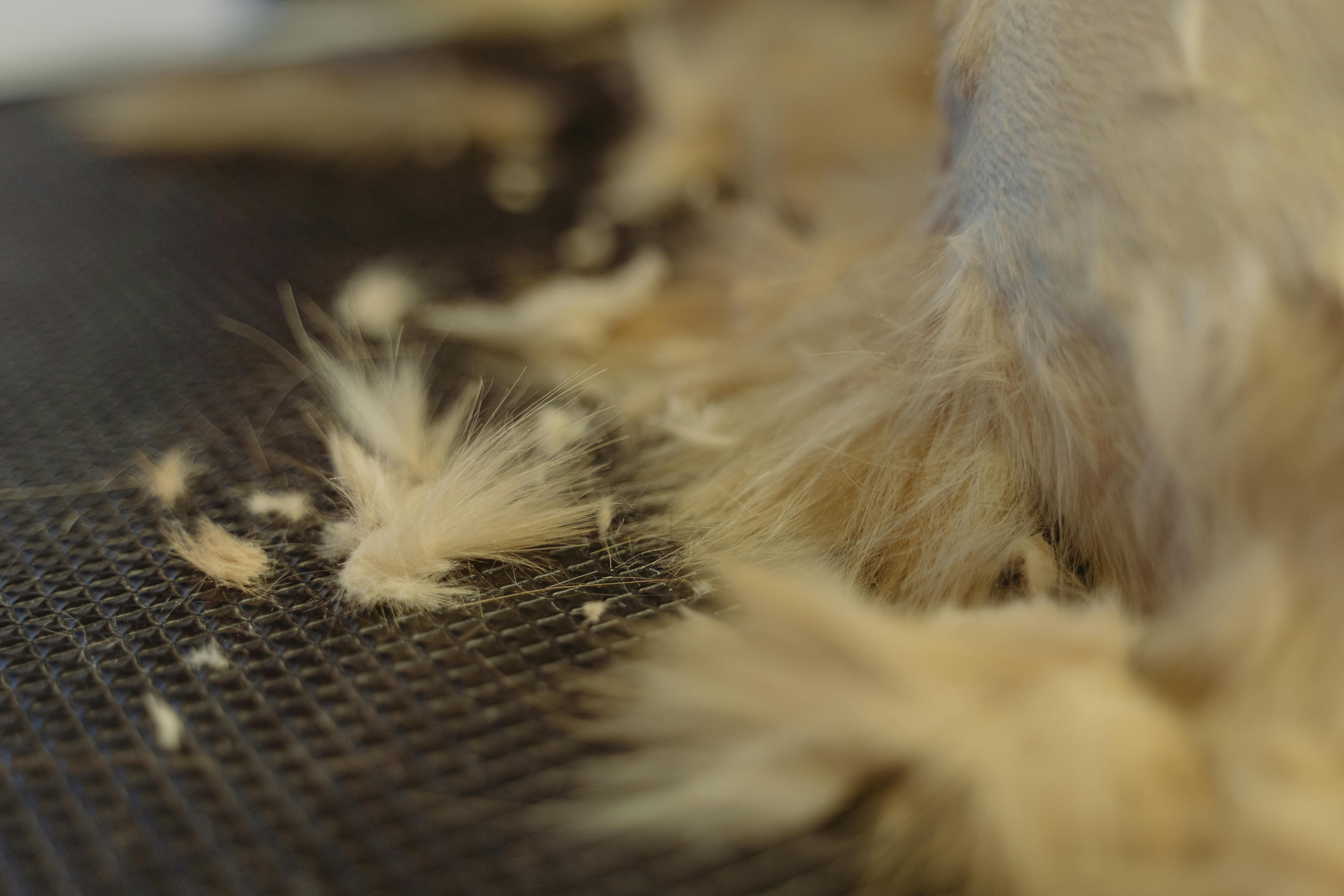 DIY Pet Grooming Tips for a Happy and Healthy Fur Baby