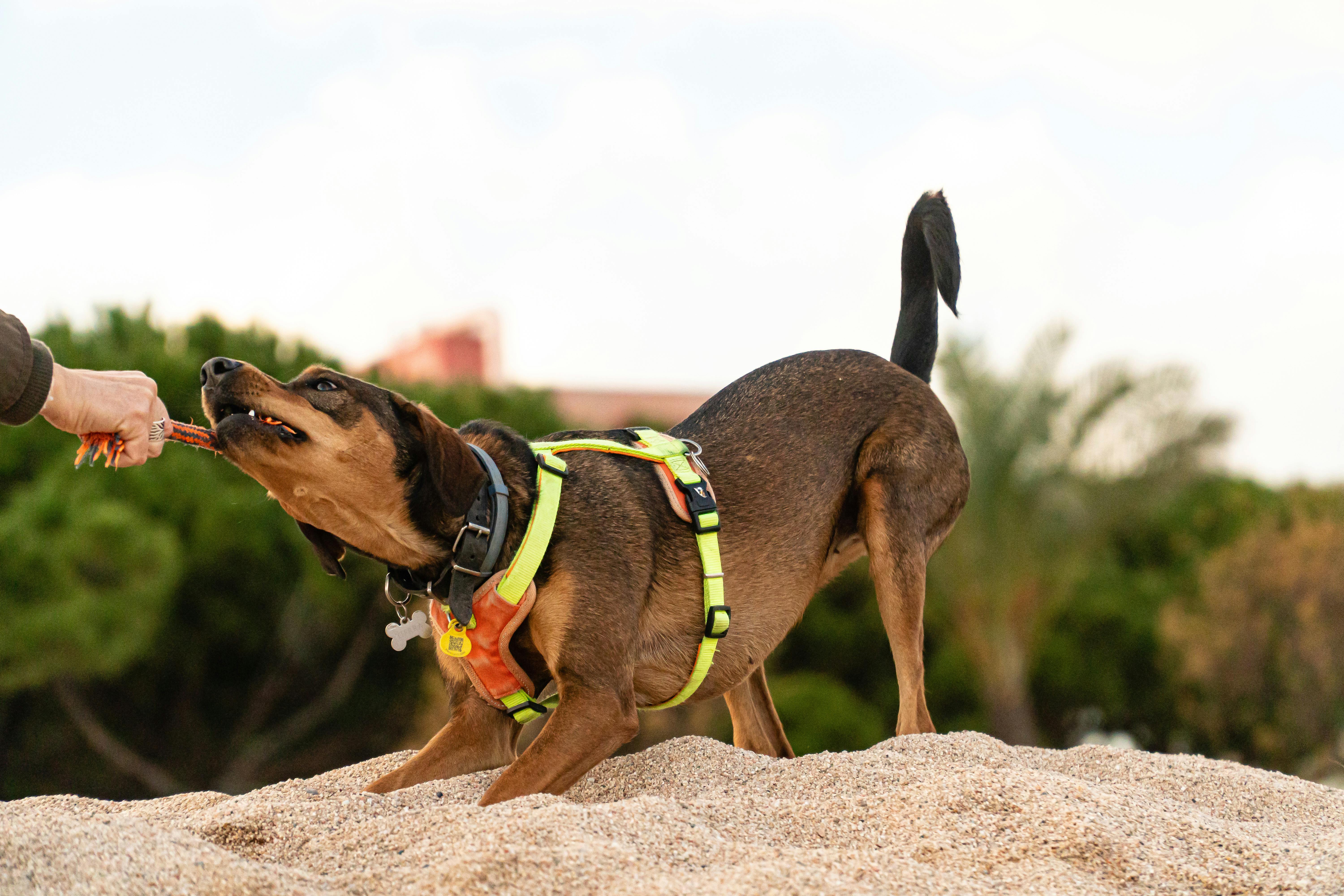 Training Your Pet: Effective Techniques for Positive Reinforcement