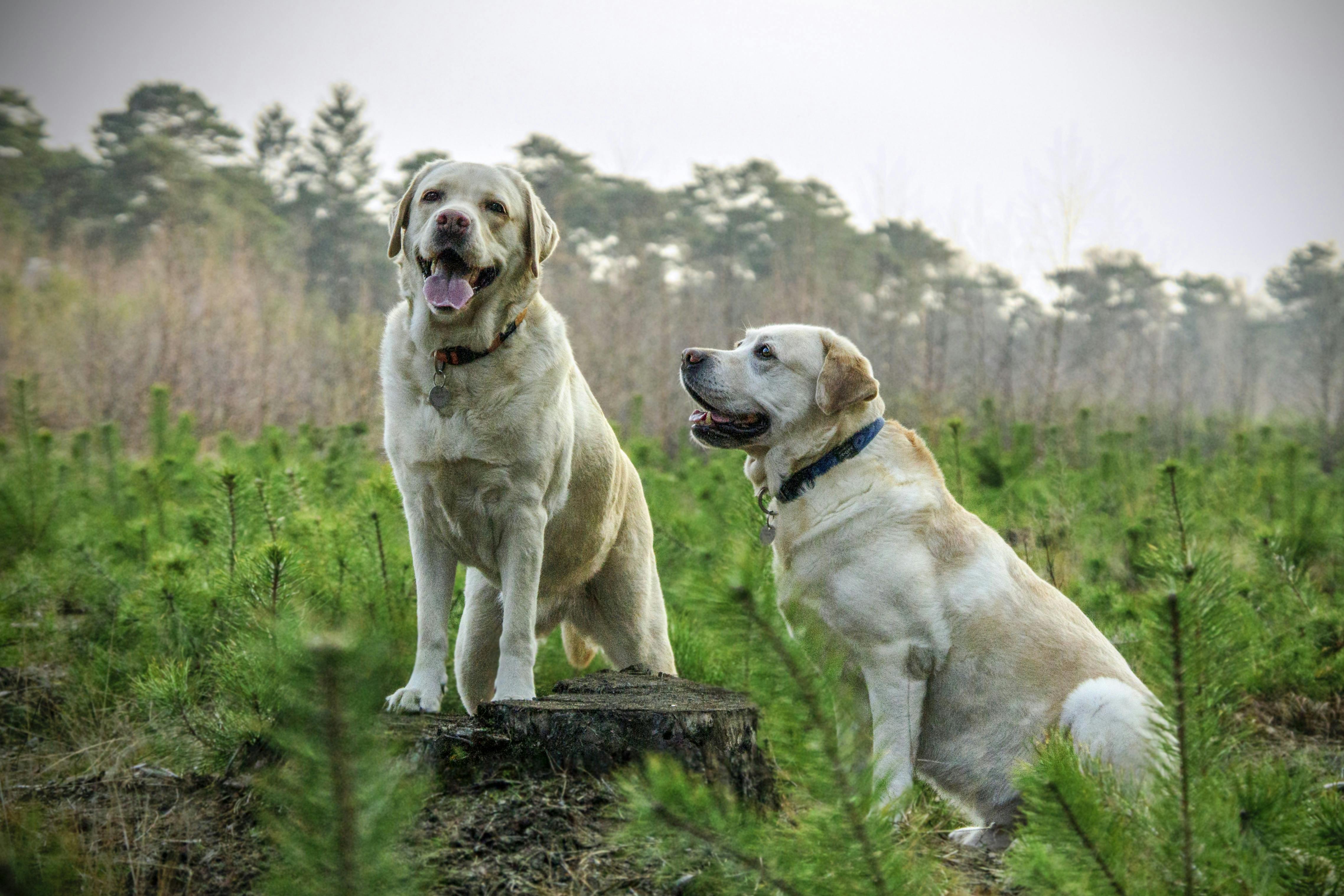 Responsible Breeding Practices: What Every Potential Pet Owner Should Know