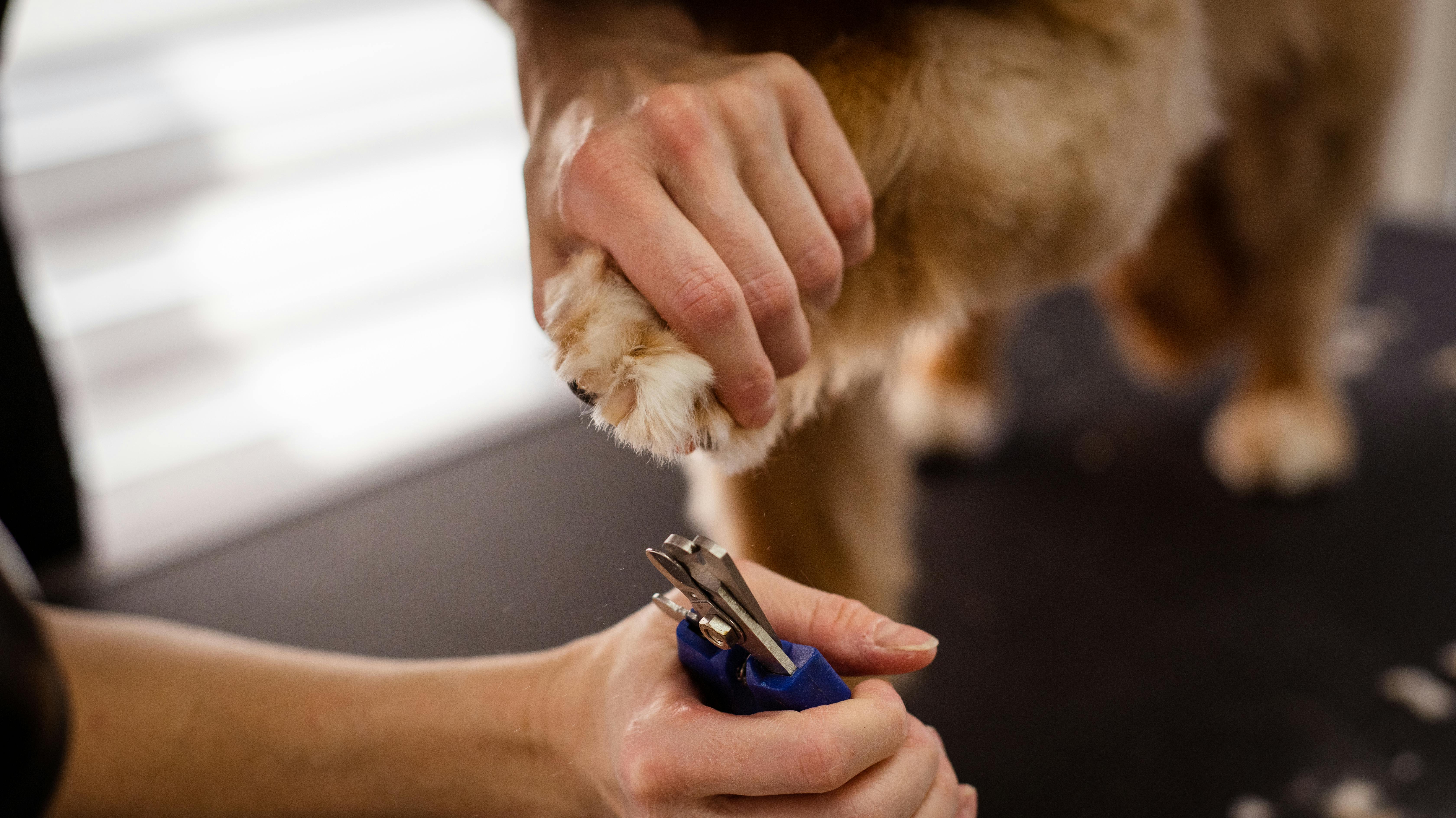 pet care