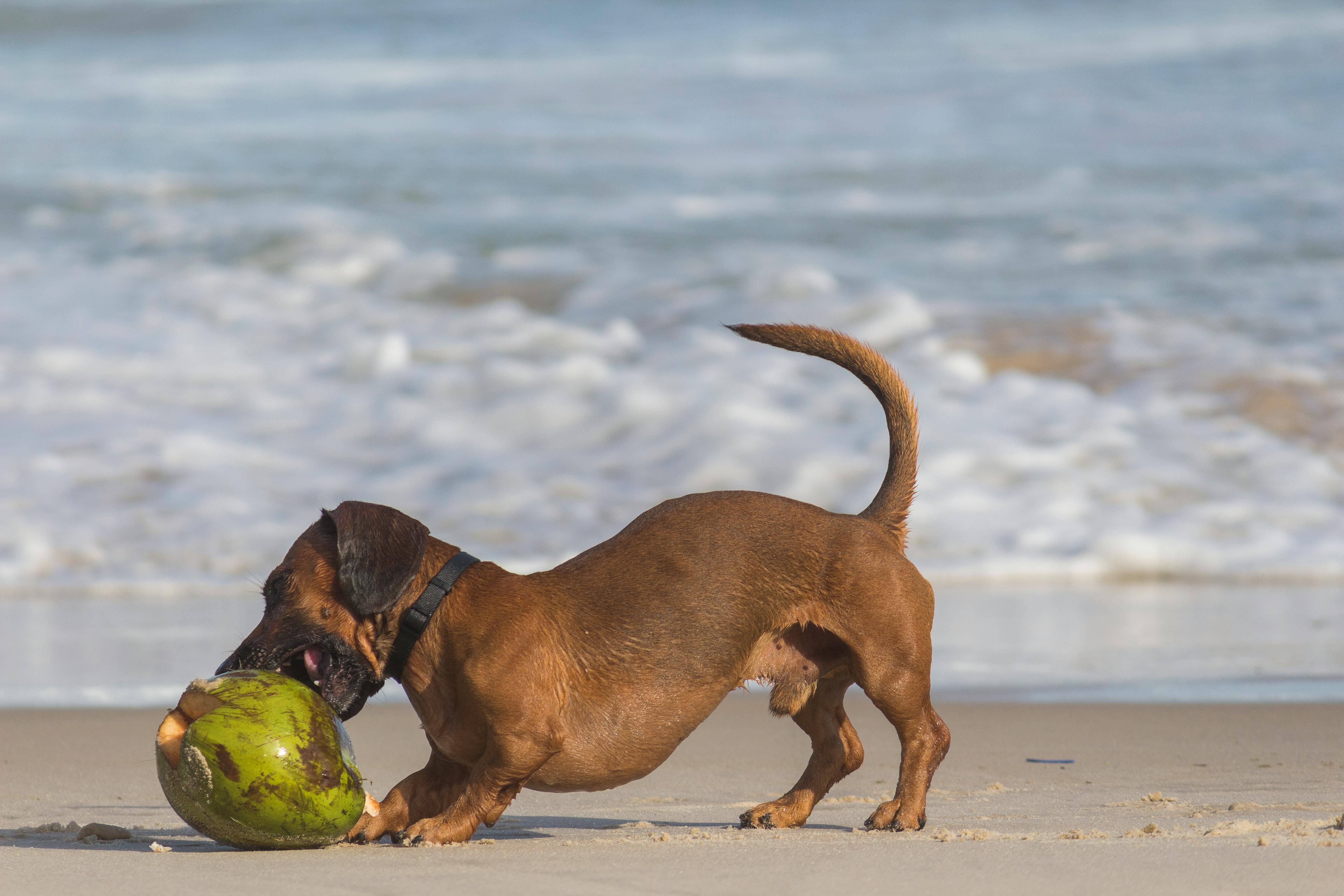 dog playing