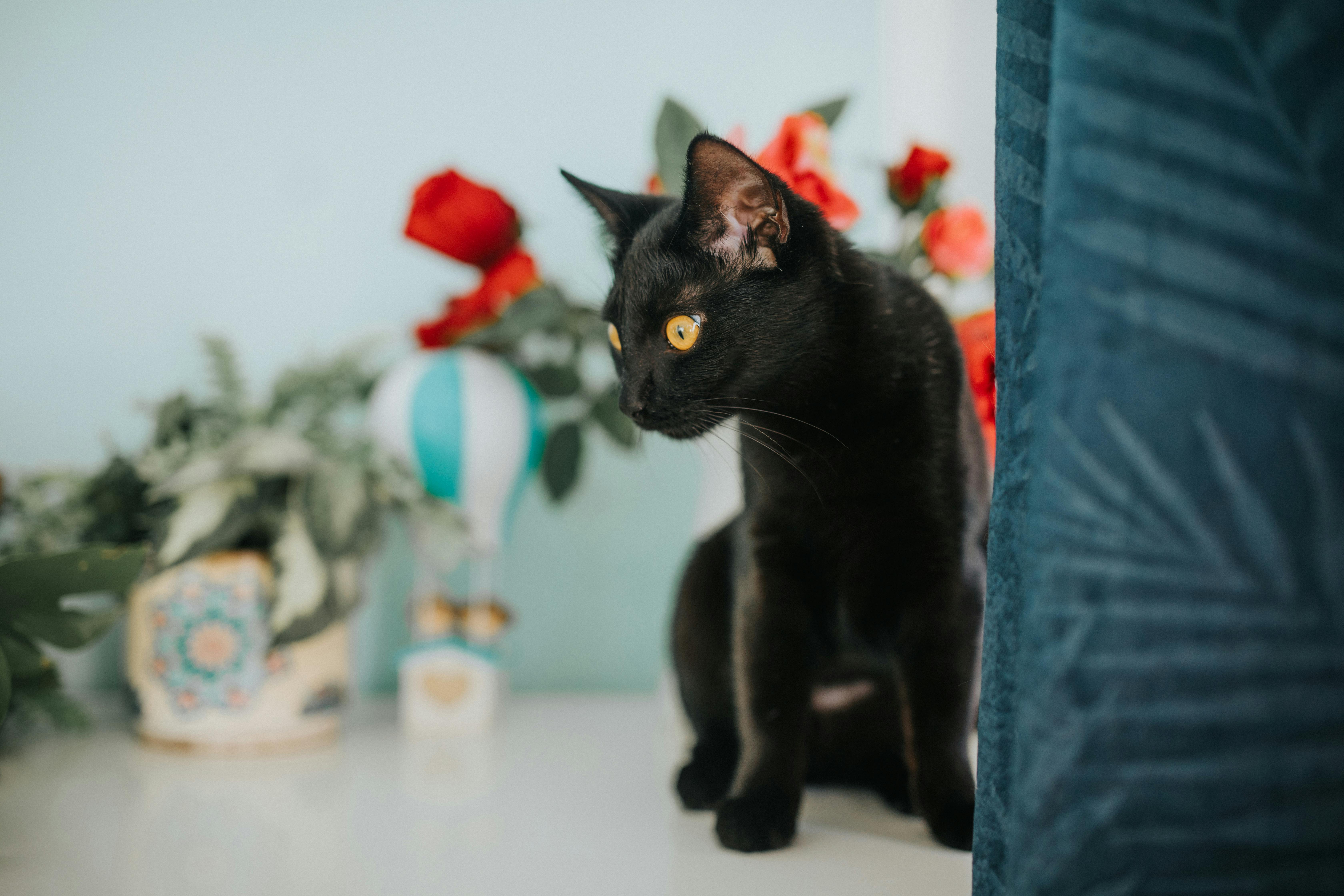 Essential Pet Care Tips for New Pet Owners: A Comprehensive Guide