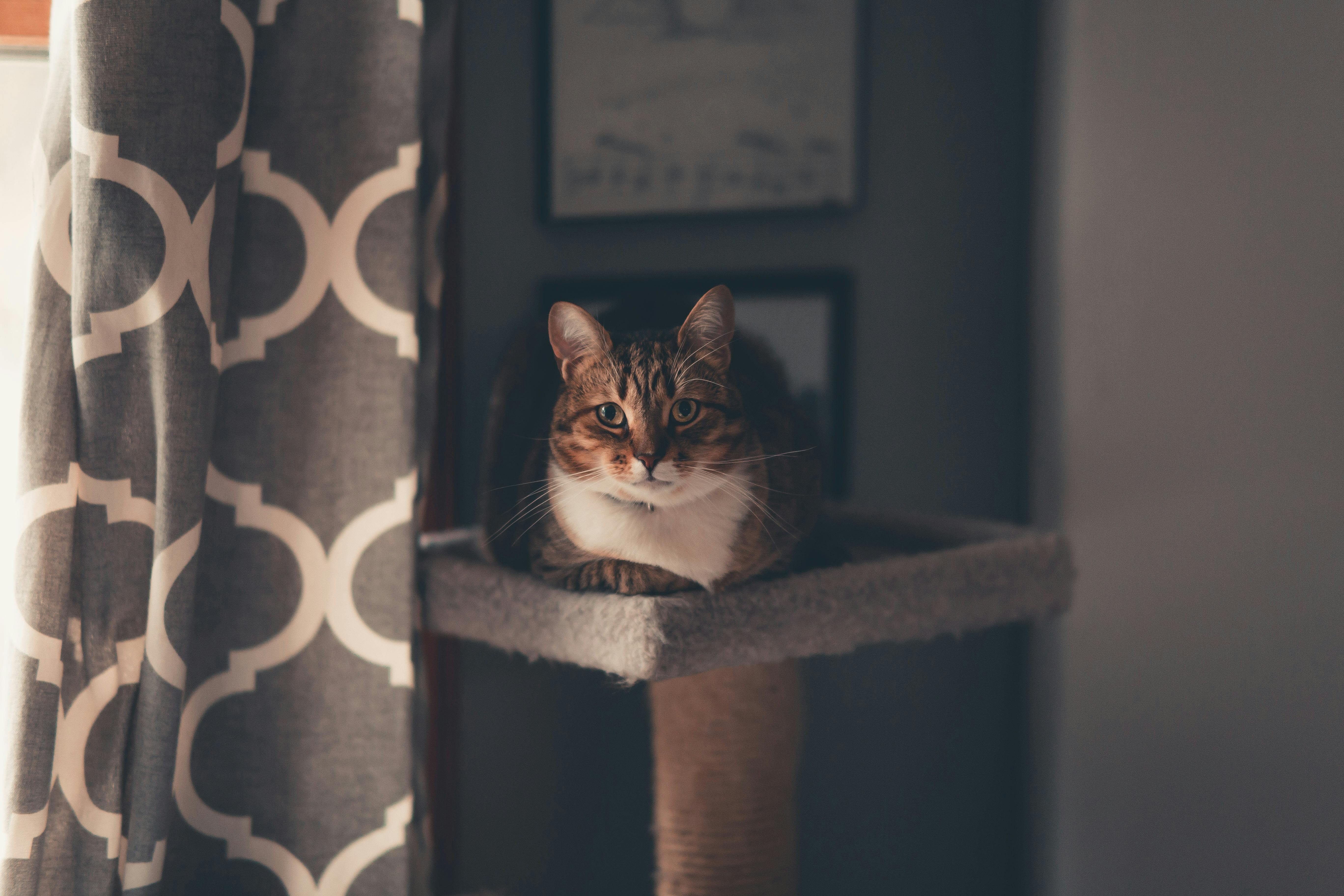 Creating a Pet-Friendly Home: Safety Tips and Comfort Ideas for Your Pet