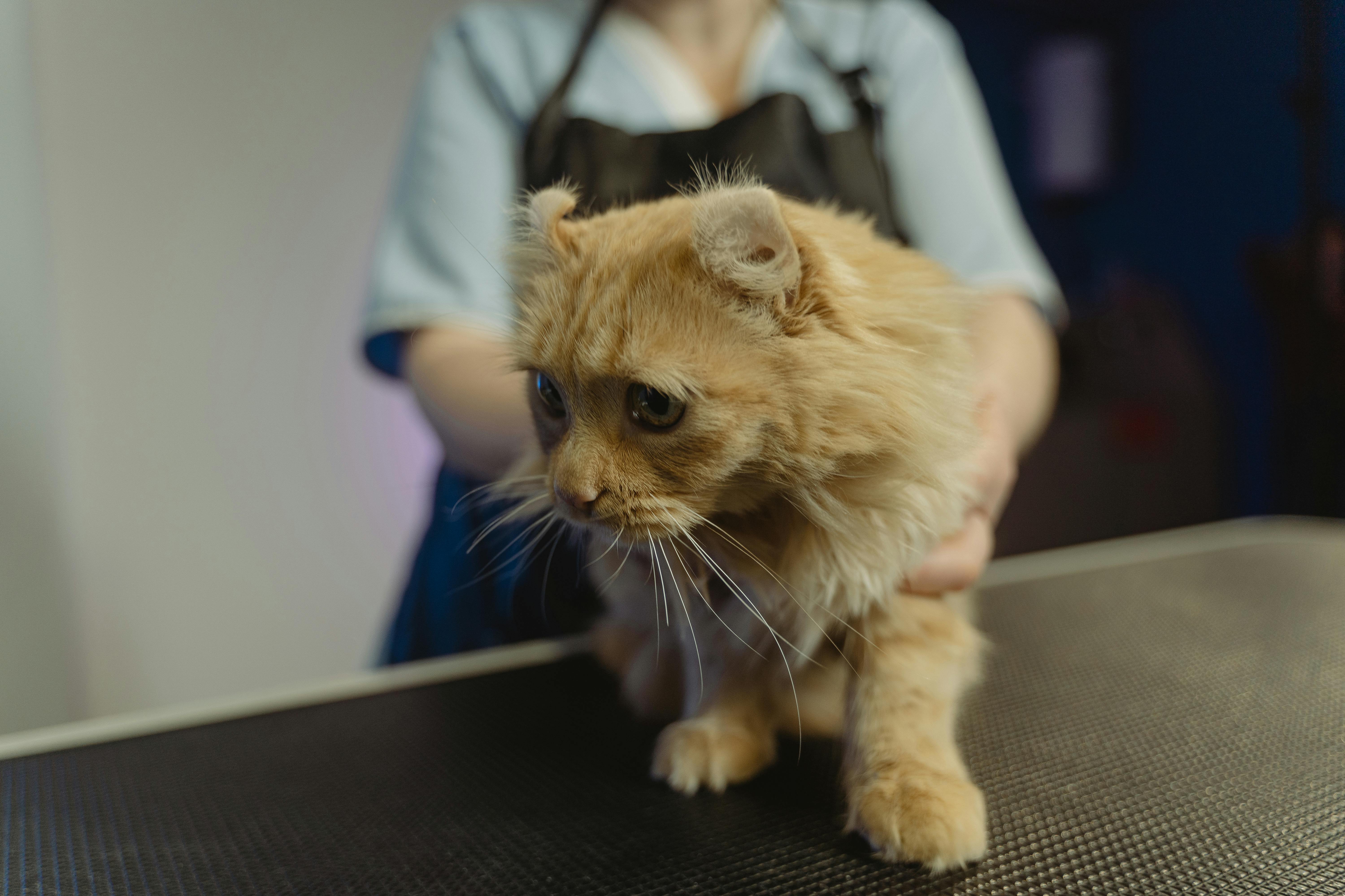cat owner