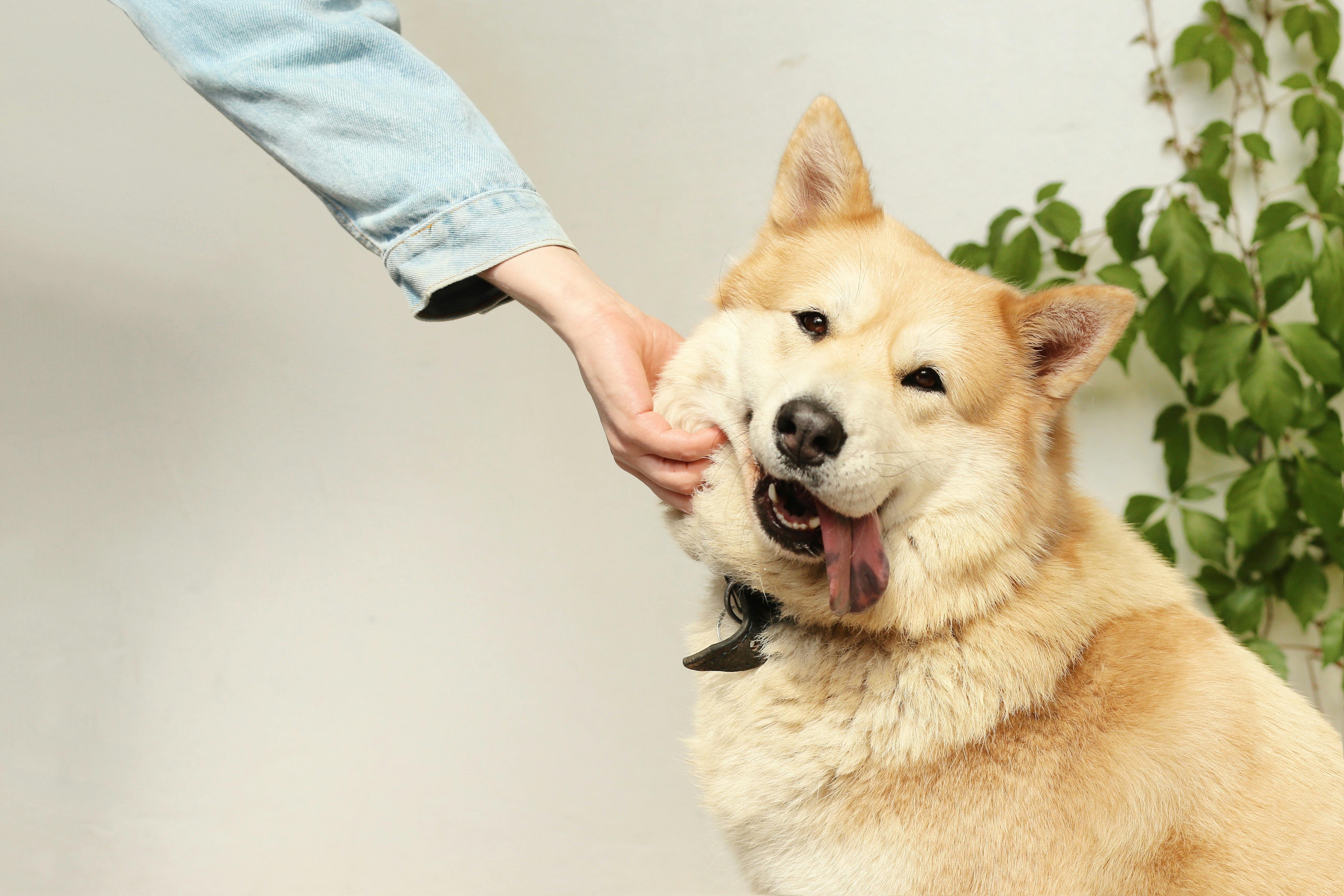 dog owner