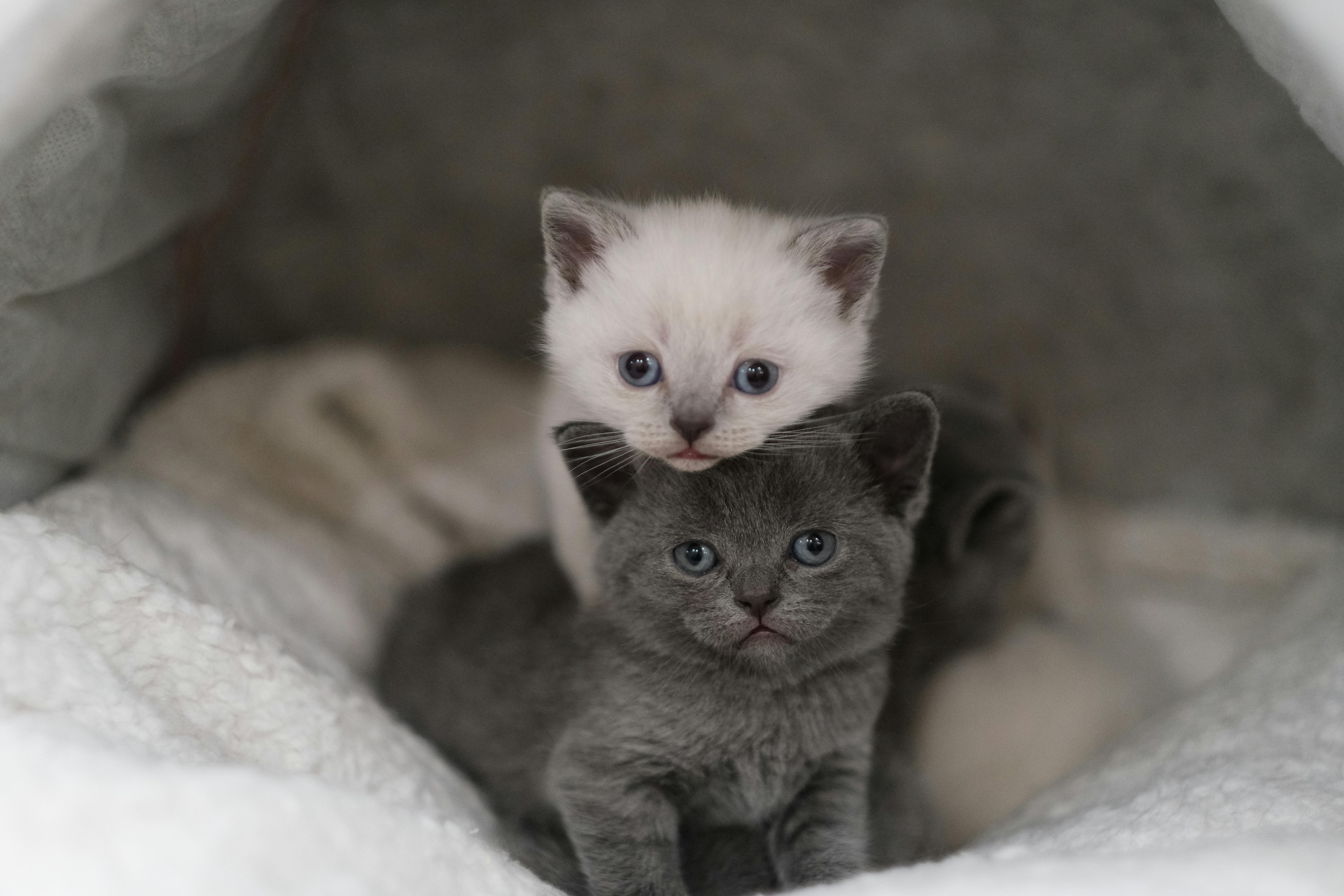 Pet Socialization: How to Help Your Pet Get Along with Others