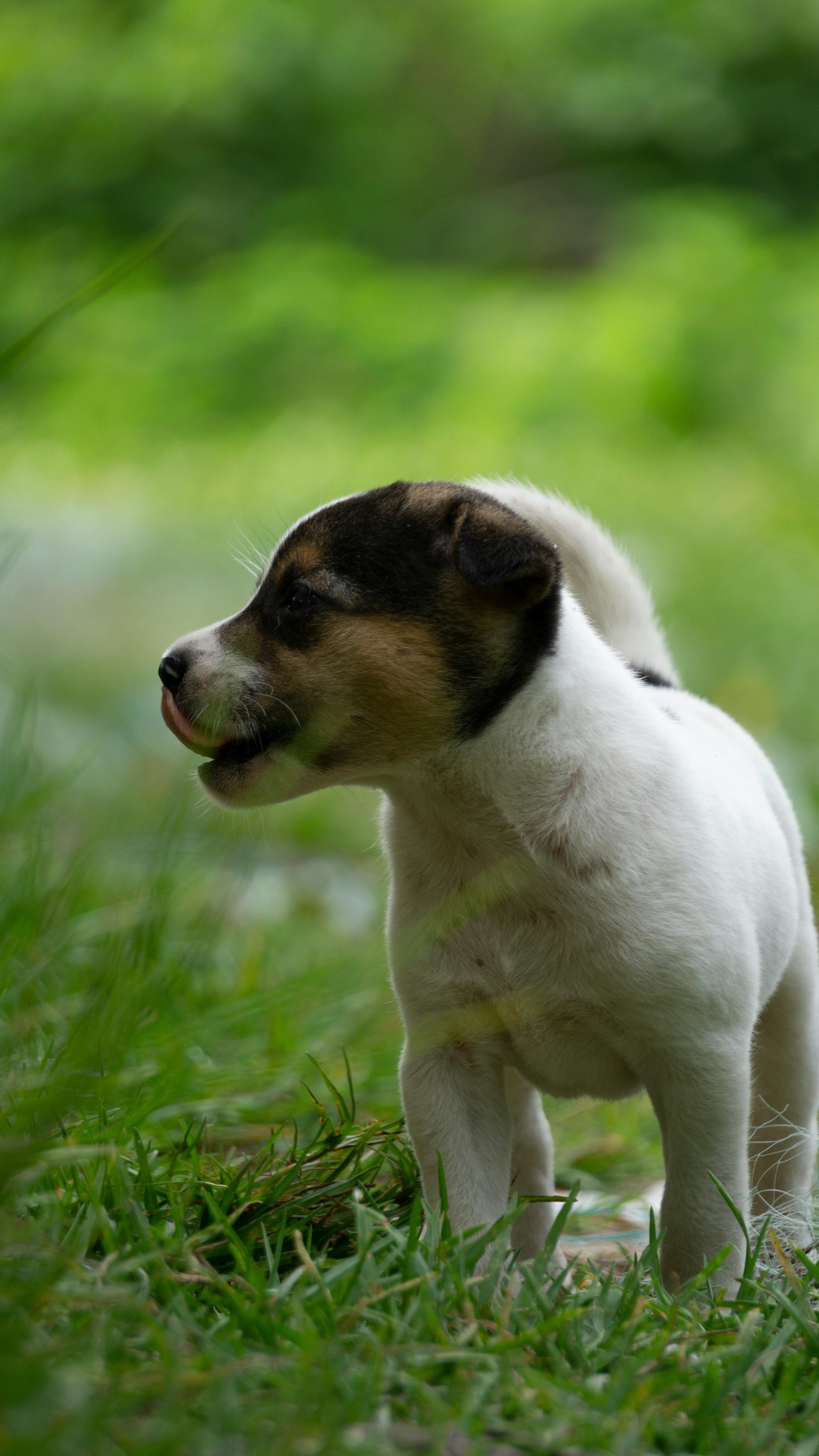 Train Your Pup to Stay Clean: Simple Habits for a Hygienic Home