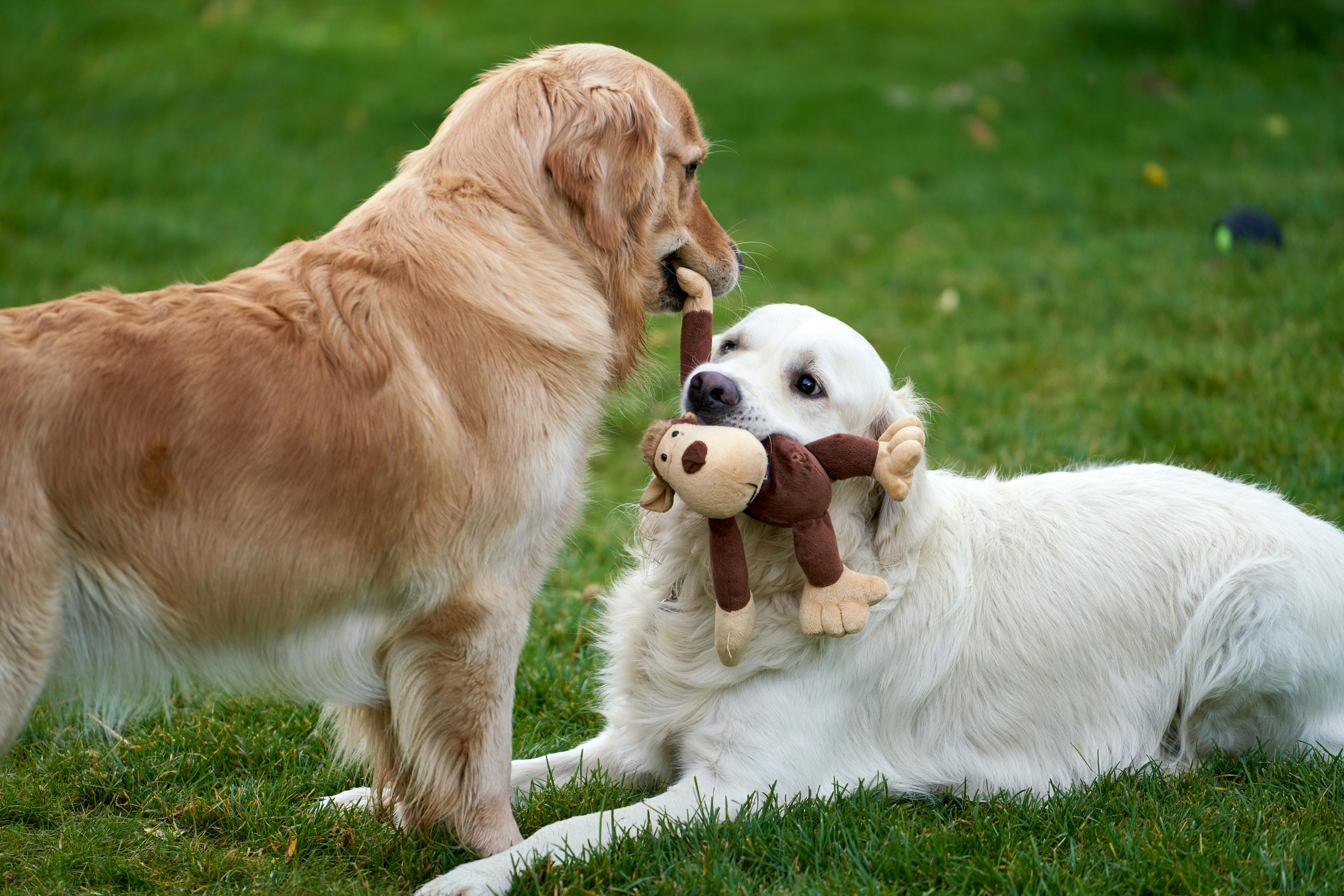 Clean Pup, Happy Life: How Hygiene-Focused Dog Training Prevents Health Issues