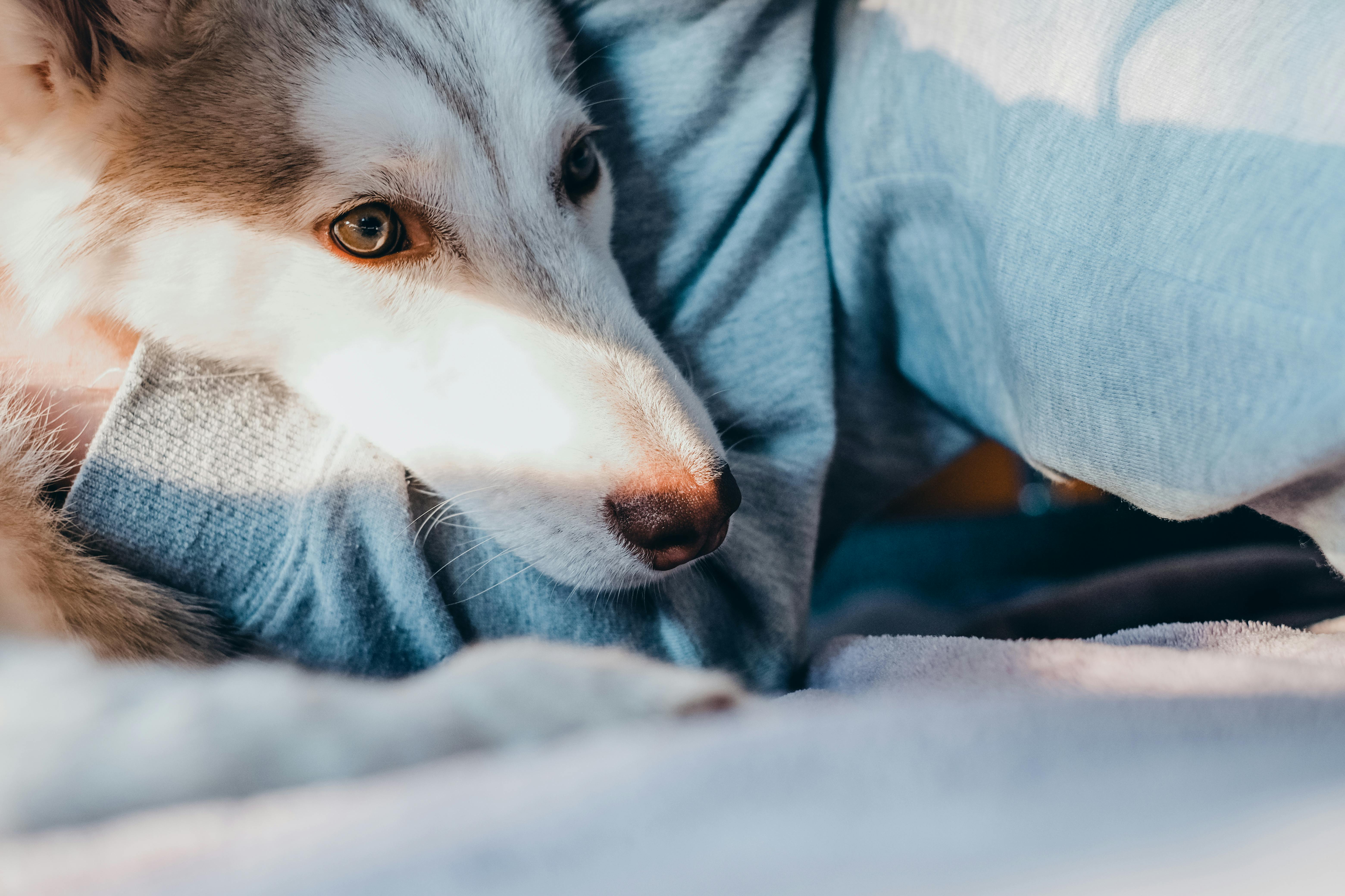 Seasonal Pet Care: How to Keep Your Pet Healthy Year-Round