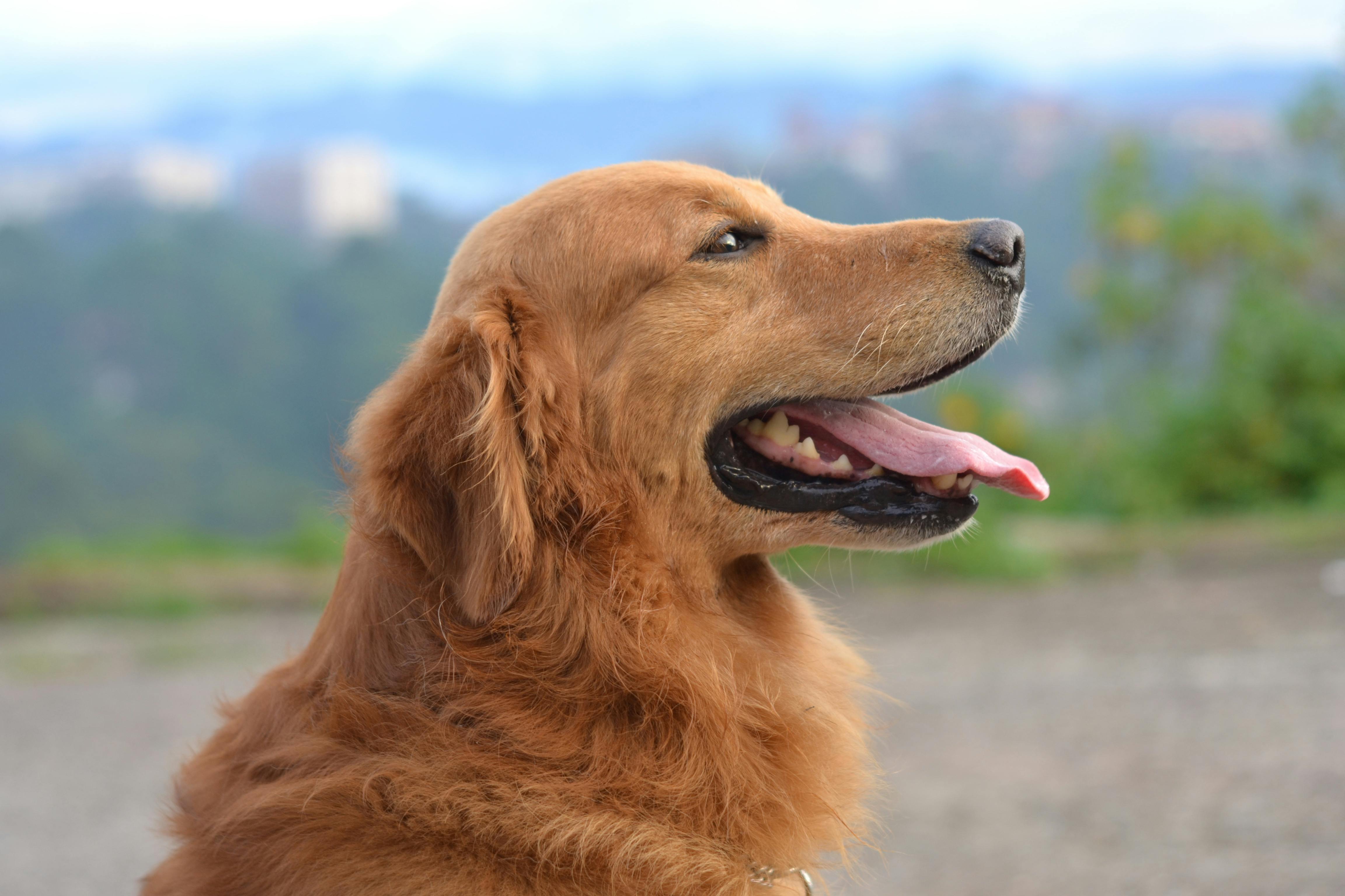 A Vet-Approved Dog Routine for Optimal Health