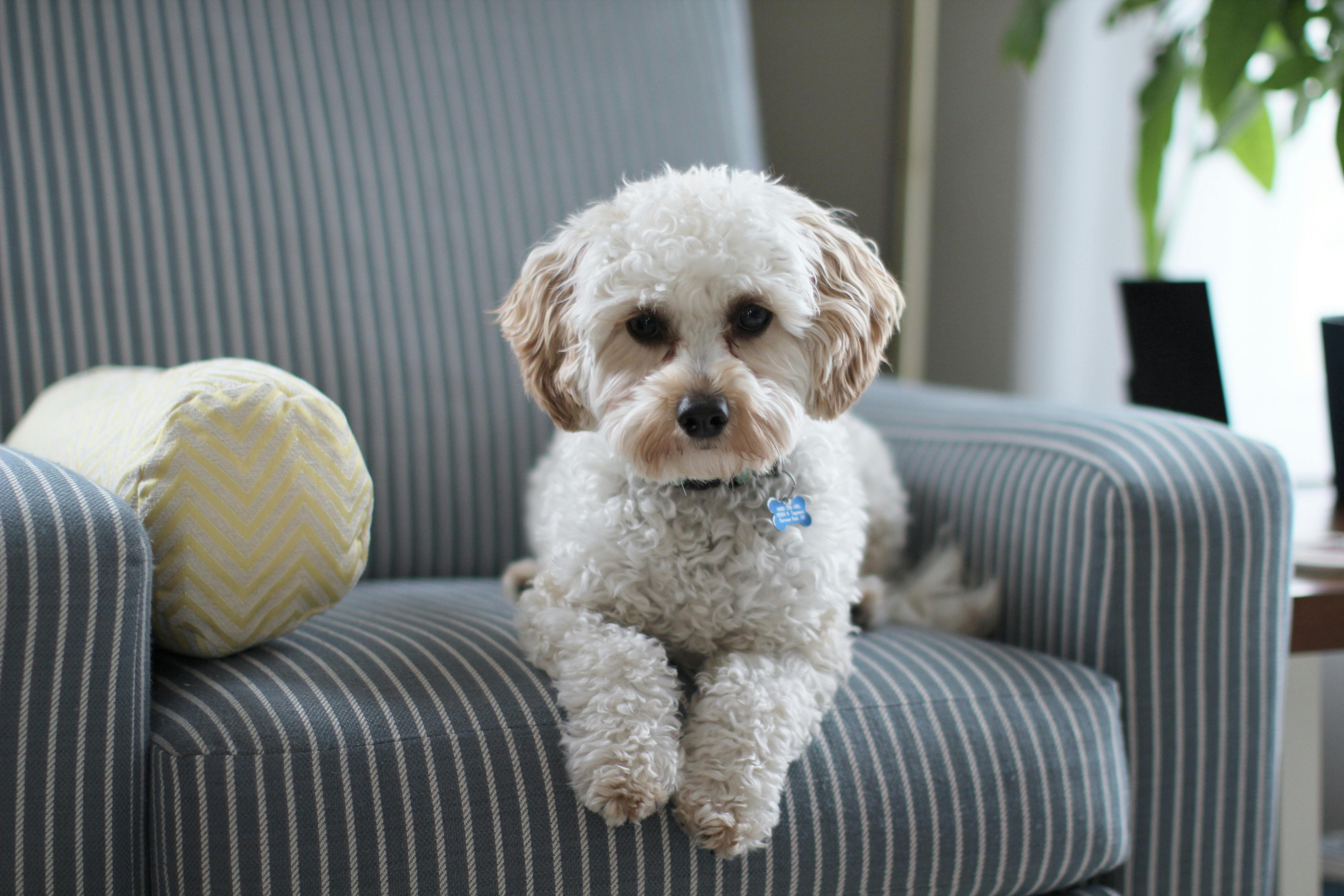 10 Everyday Items That Could Harm Your Pet