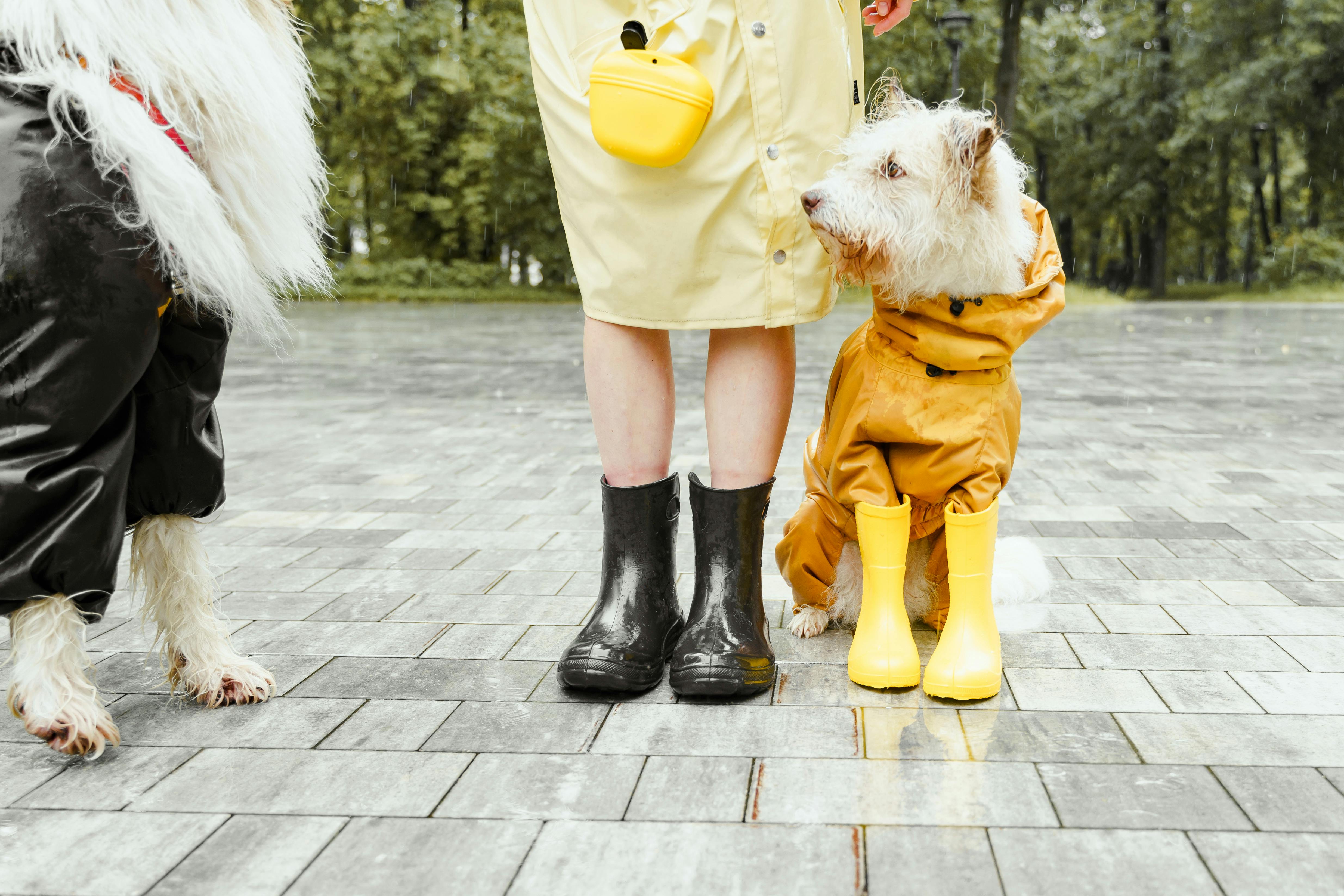 How to Keep Your Pets Safe on Walks and Travels