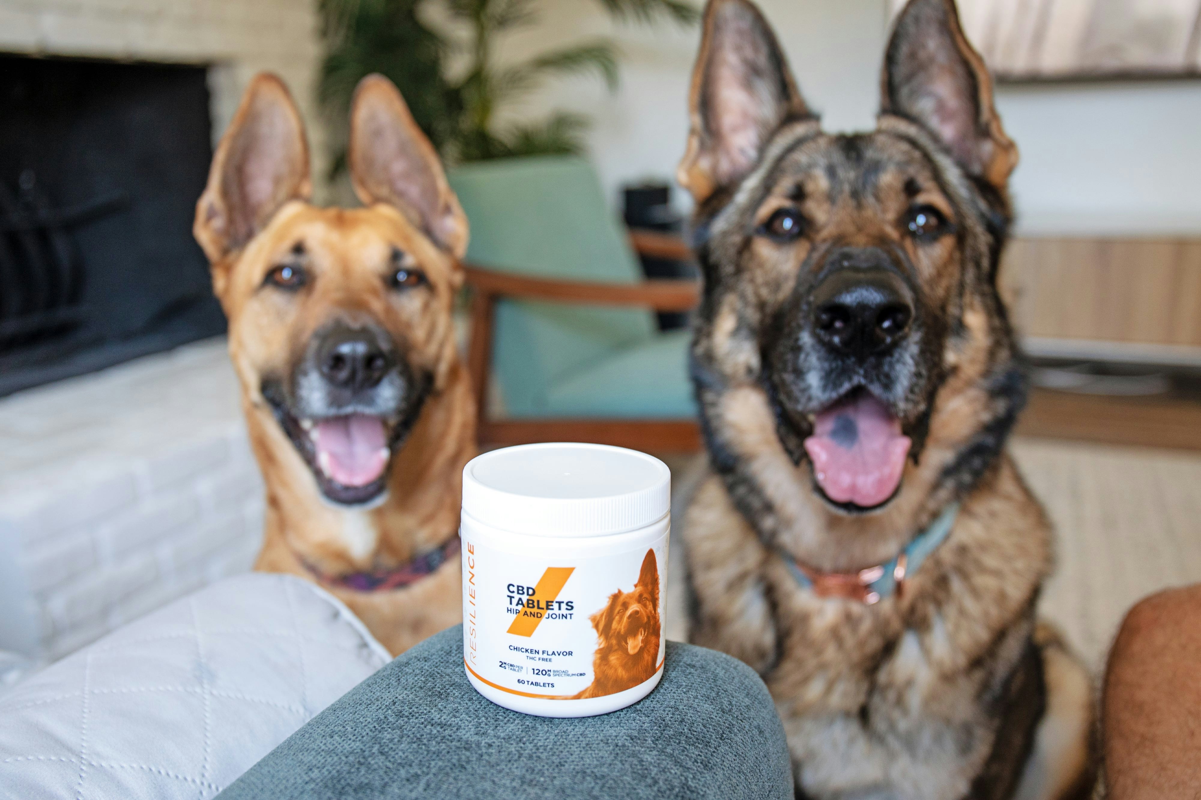 The Do’s and Don’ts of Responsible Pet Care
