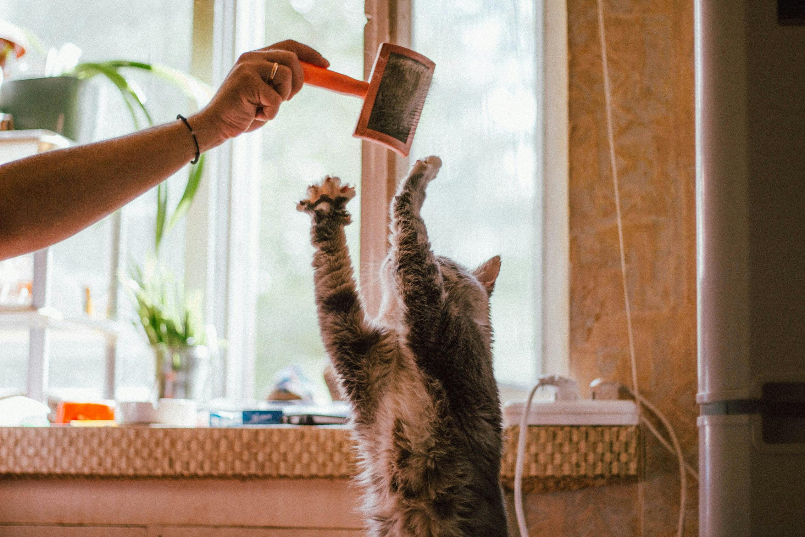 How Often Should You Groom Your Dog or Cat? A Complete Guide for Pet Owners