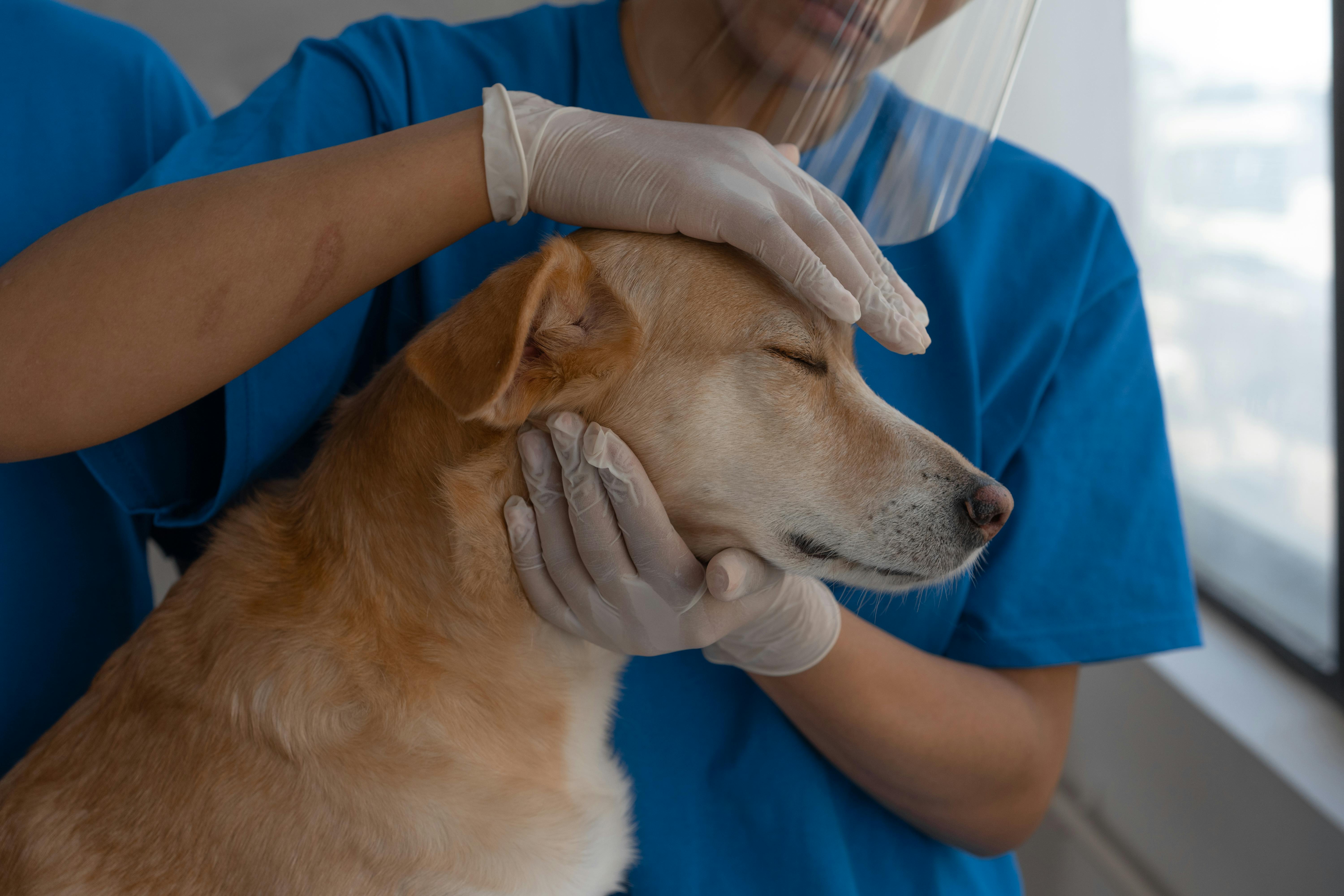 Why Regular Vet Visits Keep Your Pet Healthier and Happier