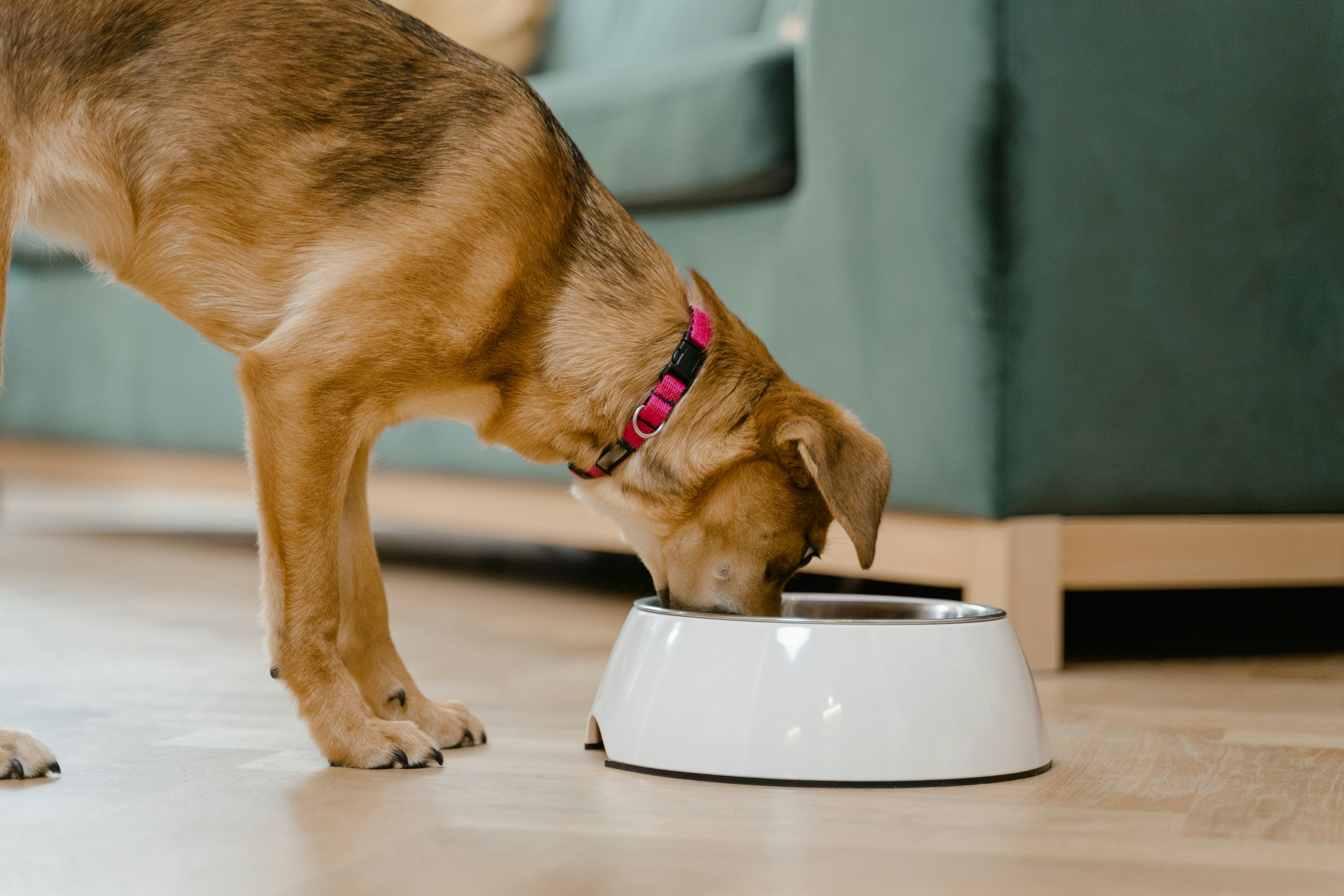 Smart Feeding Tips to Keep Your Pet Healthy and Happy