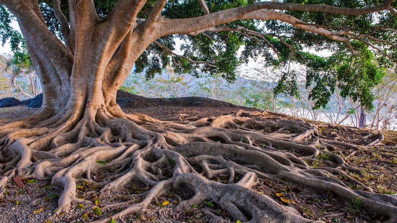 roots roots