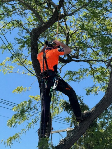 Tree trimming Christchurch