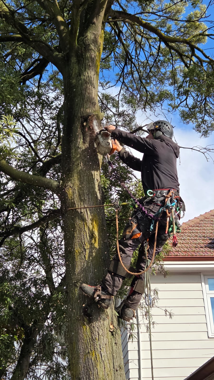 Tree service work