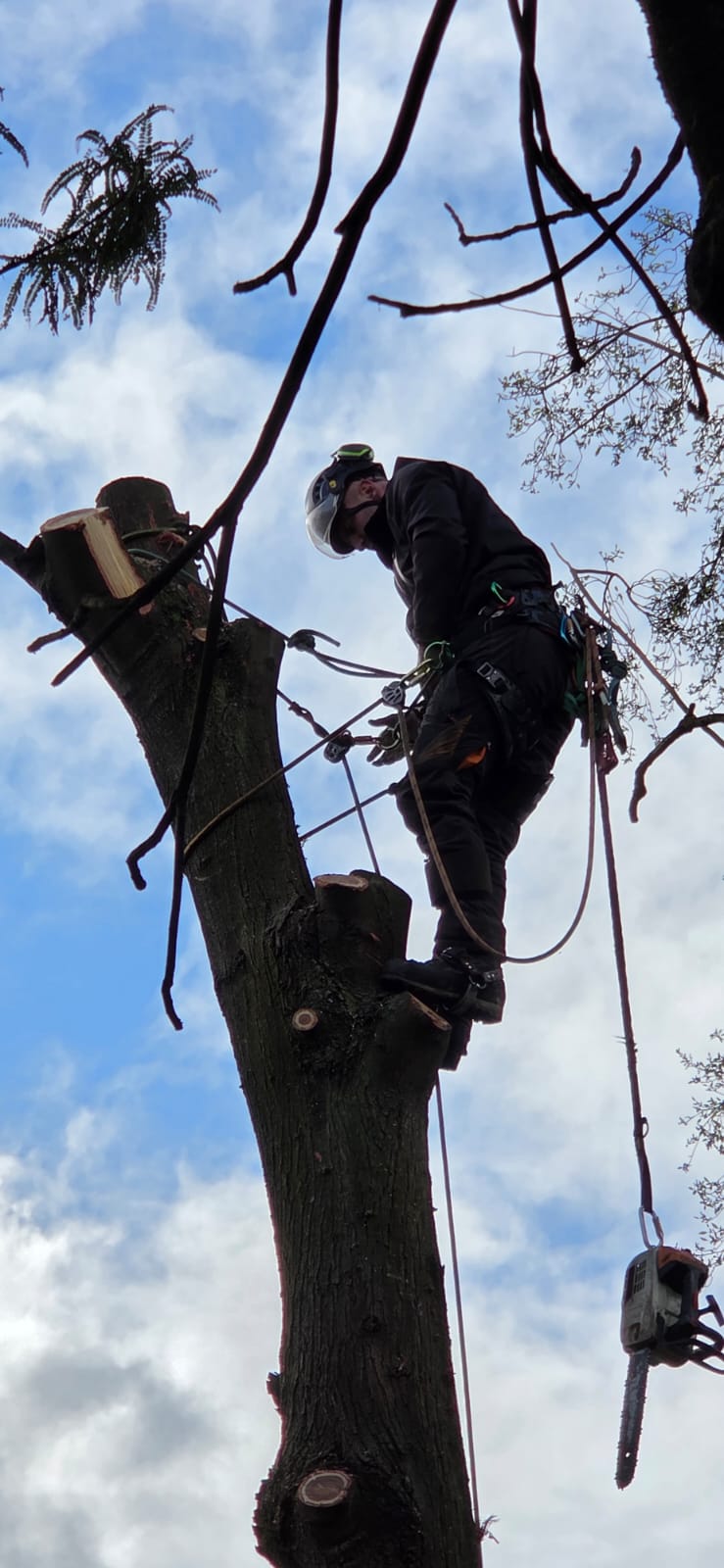 Tree removal Christchurch