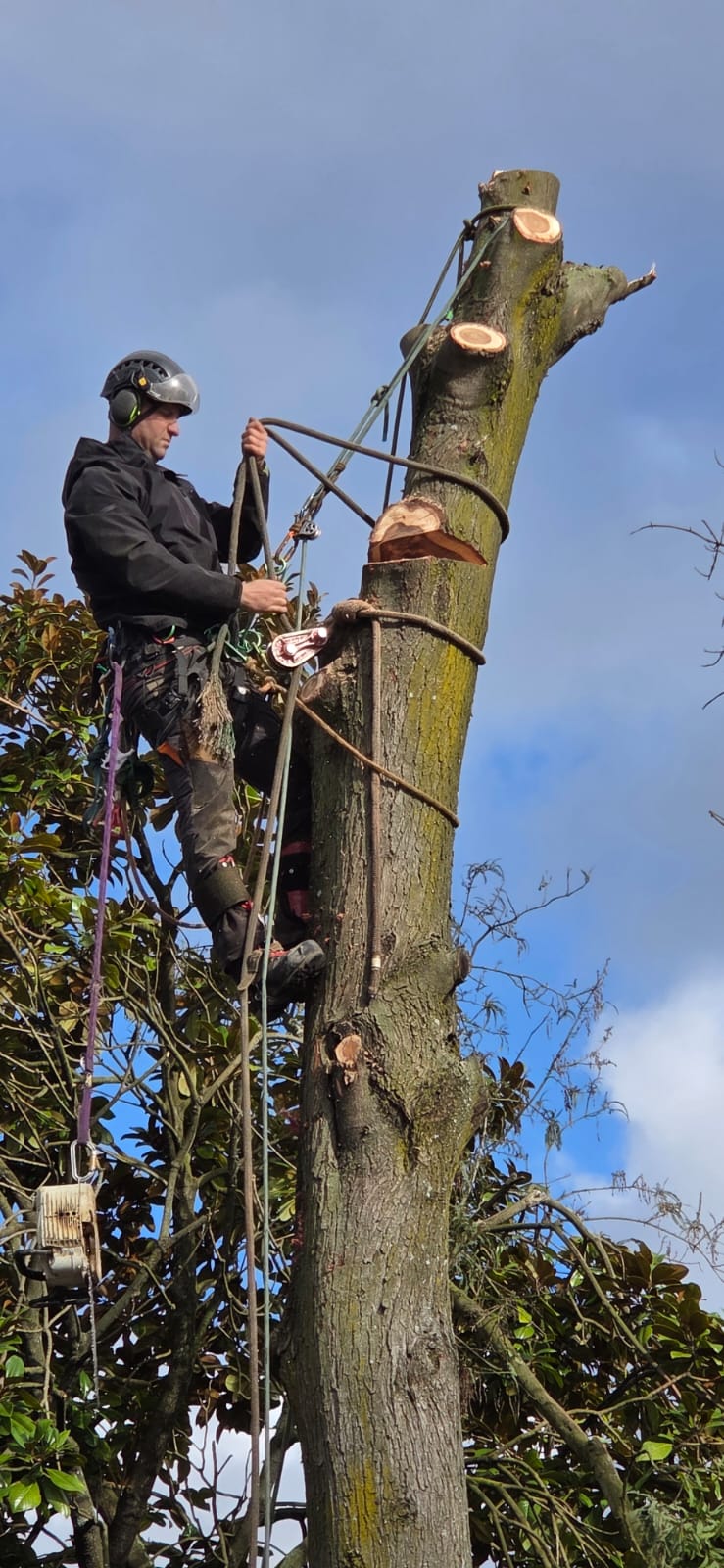 Tree climbing and removal services