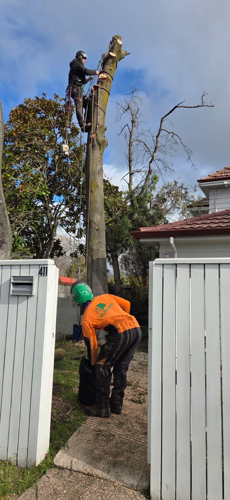 Professional tree removal Christchurch