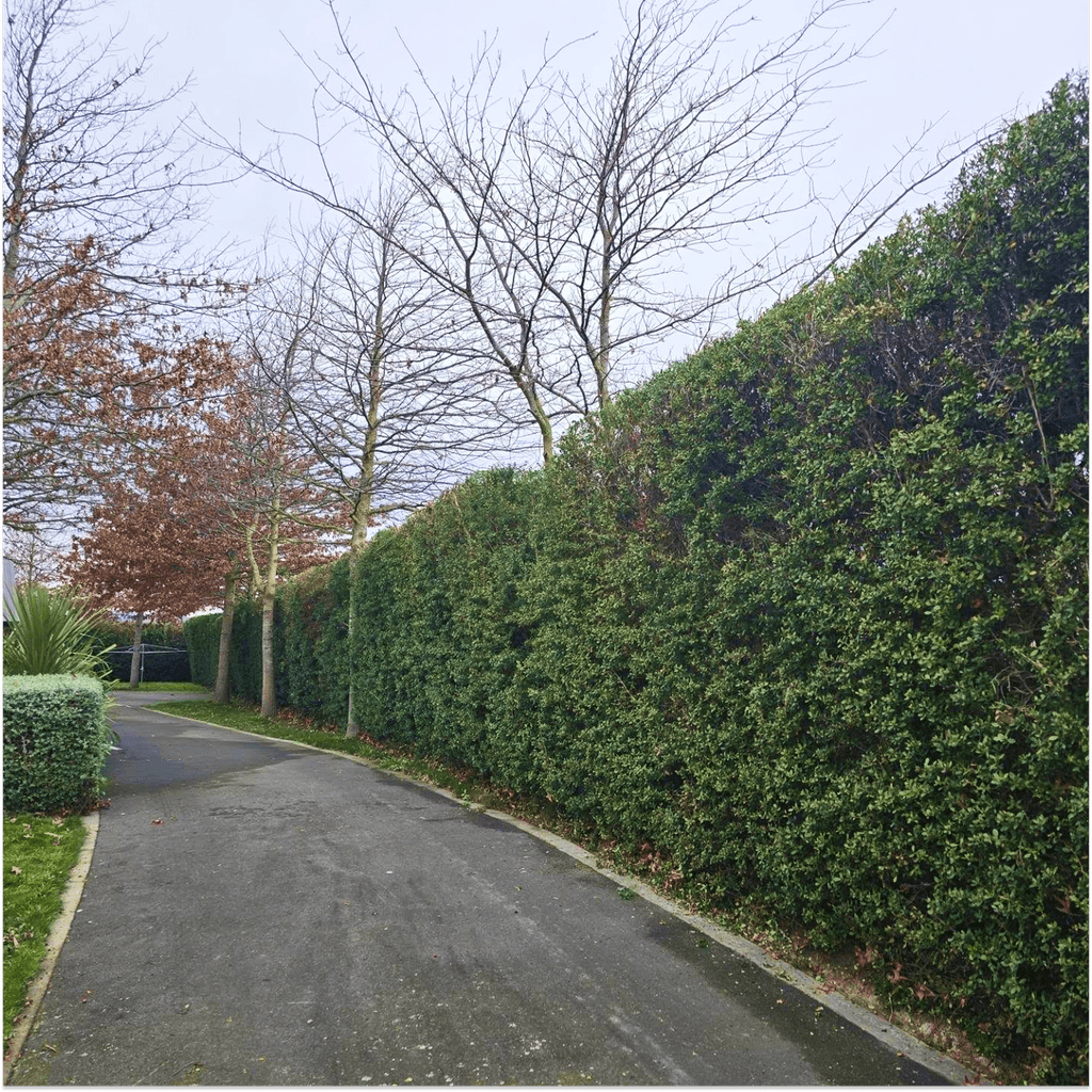 Hedge trimming Christchurch