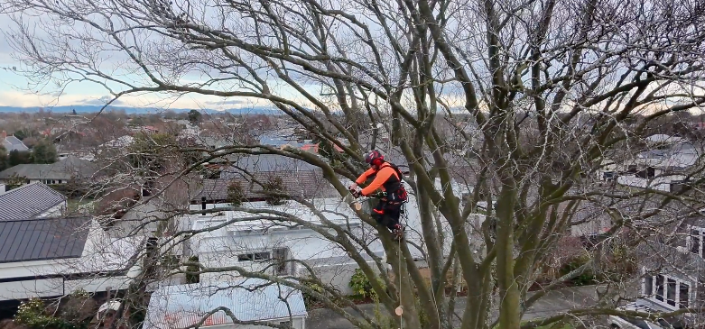 Expert tree trimming and pruning Christchurch