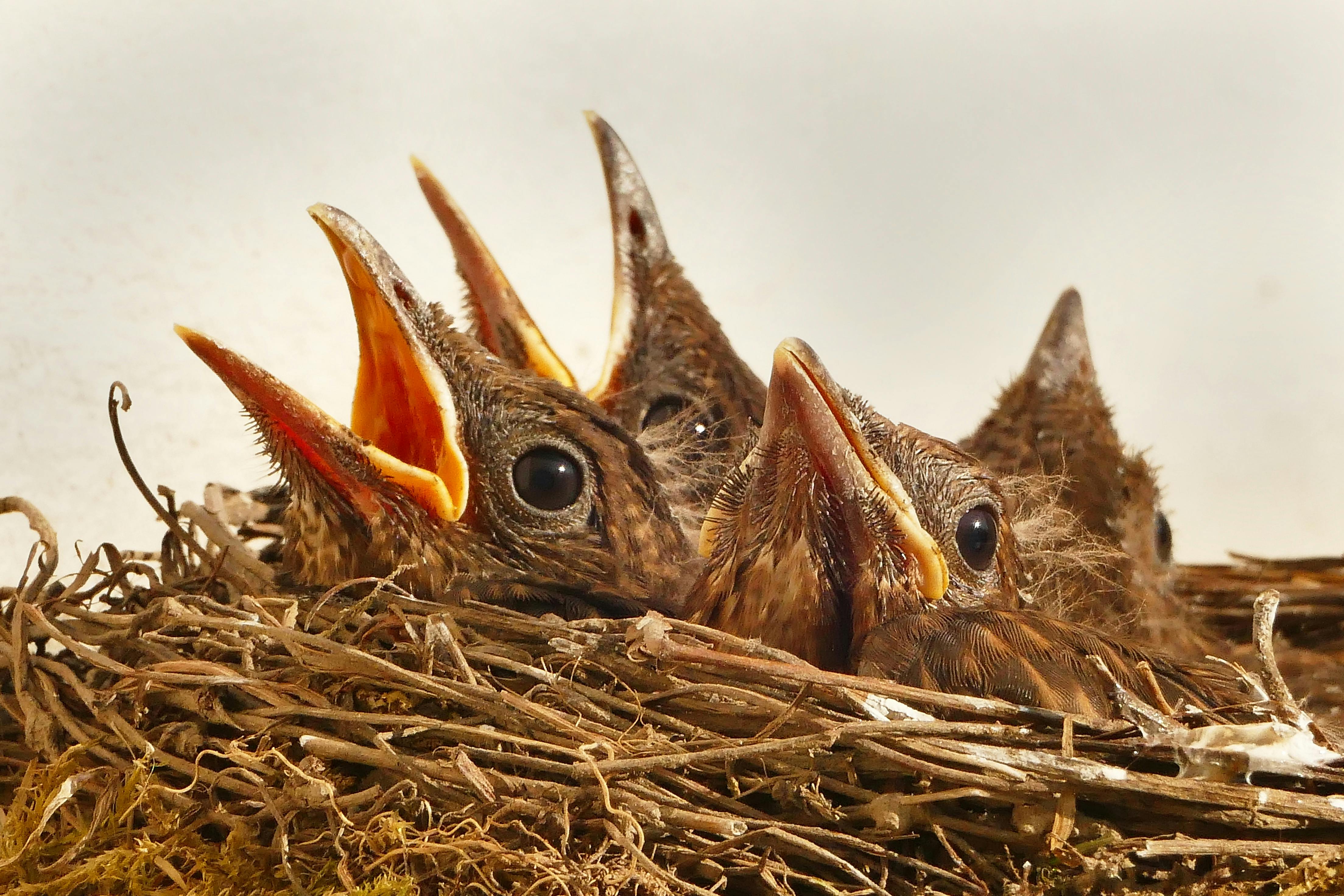 handyman removes birds nest pest handyman removes birds nest pest