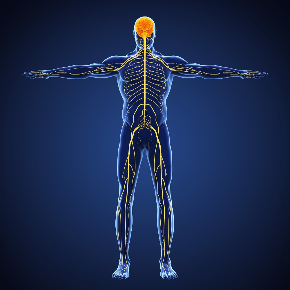 cross-plains-chiropractic-body-nervous-system