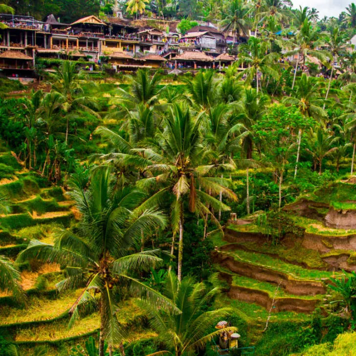 tegallalang_rice_terraces_ubud_bali tegallalang_rice_terraces_ubud_bali