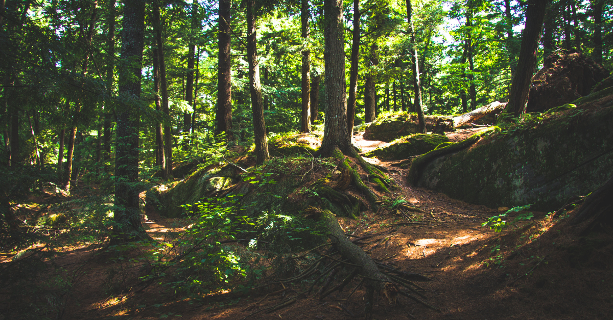  shinrin-yoku-for-heart-health-how-forest-bathing-may-improve-your-well-being