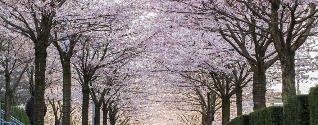 picturesque image showing beautiful springs in Vancouver picturesque image showing beautiful springs in Vancouver