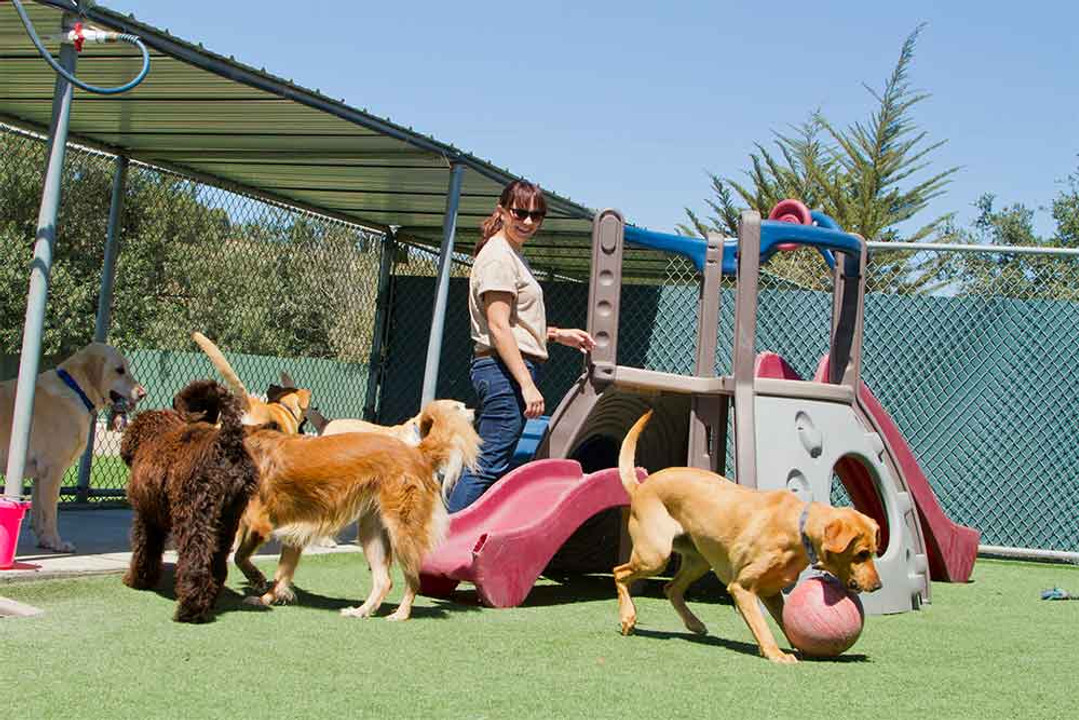 How Pet Daycare Can Help with House Training in Las Vegas How Pet Daycare Can Help with House Training in Las Vegas