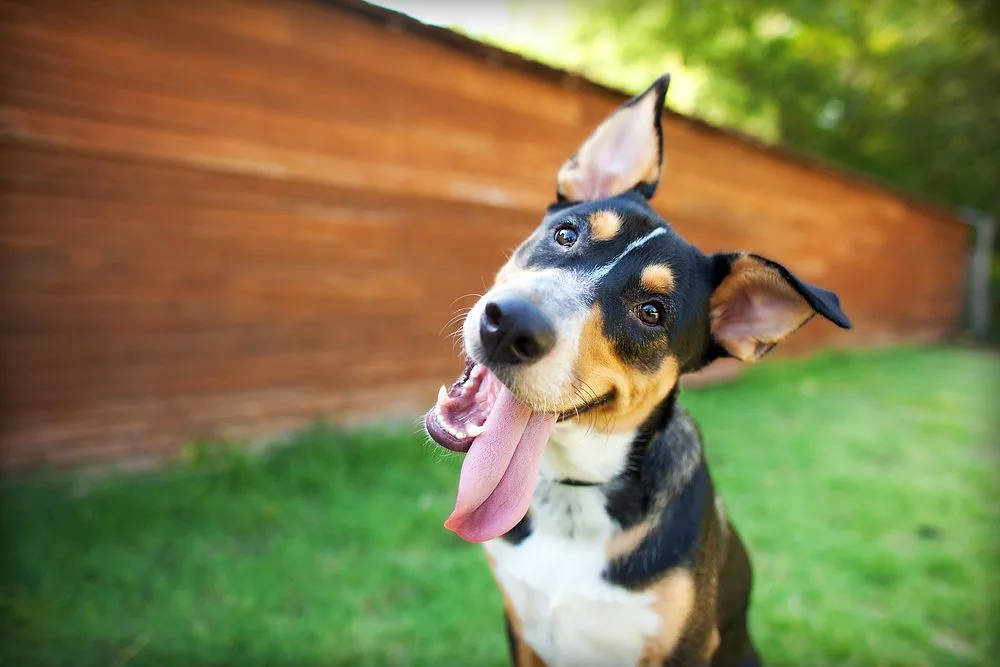 Preparing Your Dog for Boarding in Las Vegas: A Checklist for Pet Owners Preparing Your Dog for Boarding in Las Vegas: A Checklist for Pet Owners