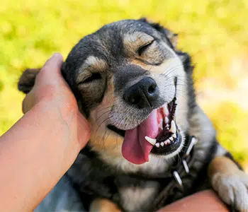 dog boarding dog boarding