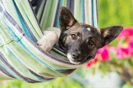 Best Dog Boarding in Las Vegas Best Dog Boarding in Las Vegas