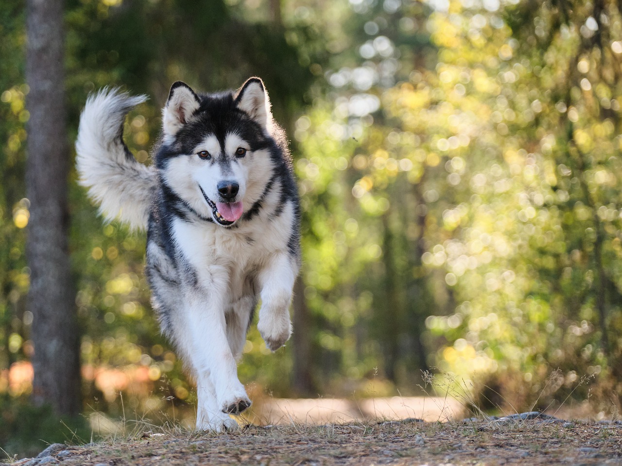 Dog Boarding Policies Dog Boarding Policies